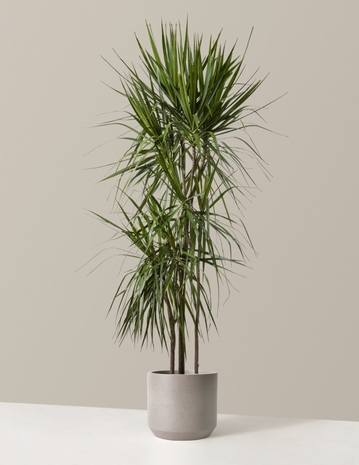 Dracaena Marginata (Ejderha Ağacı)