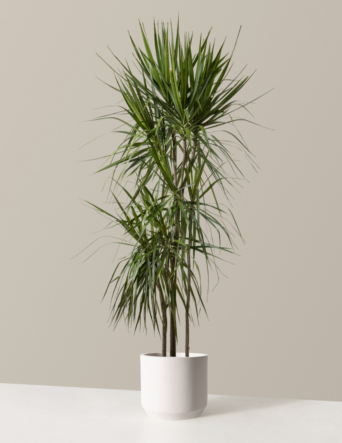 Dracaena Marginata (Ejderha Ağacı)