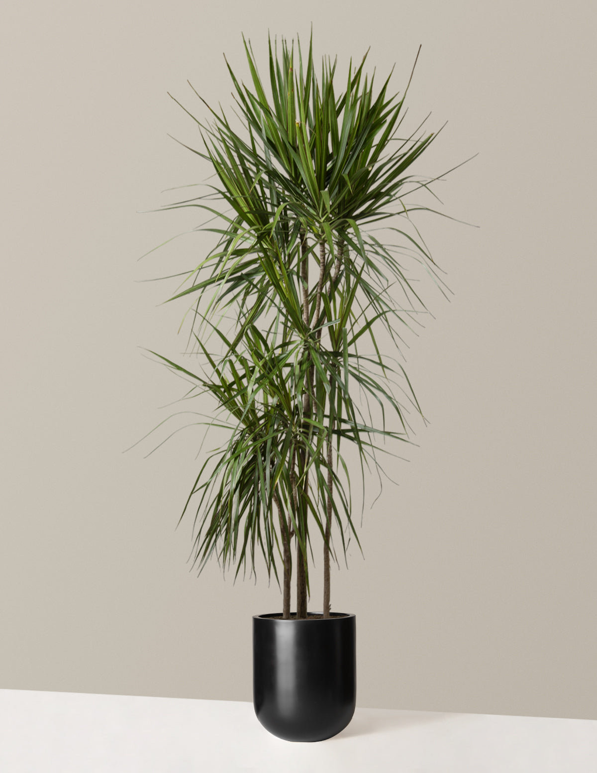 Dracaena Marginata (Ejderha Ağacı)