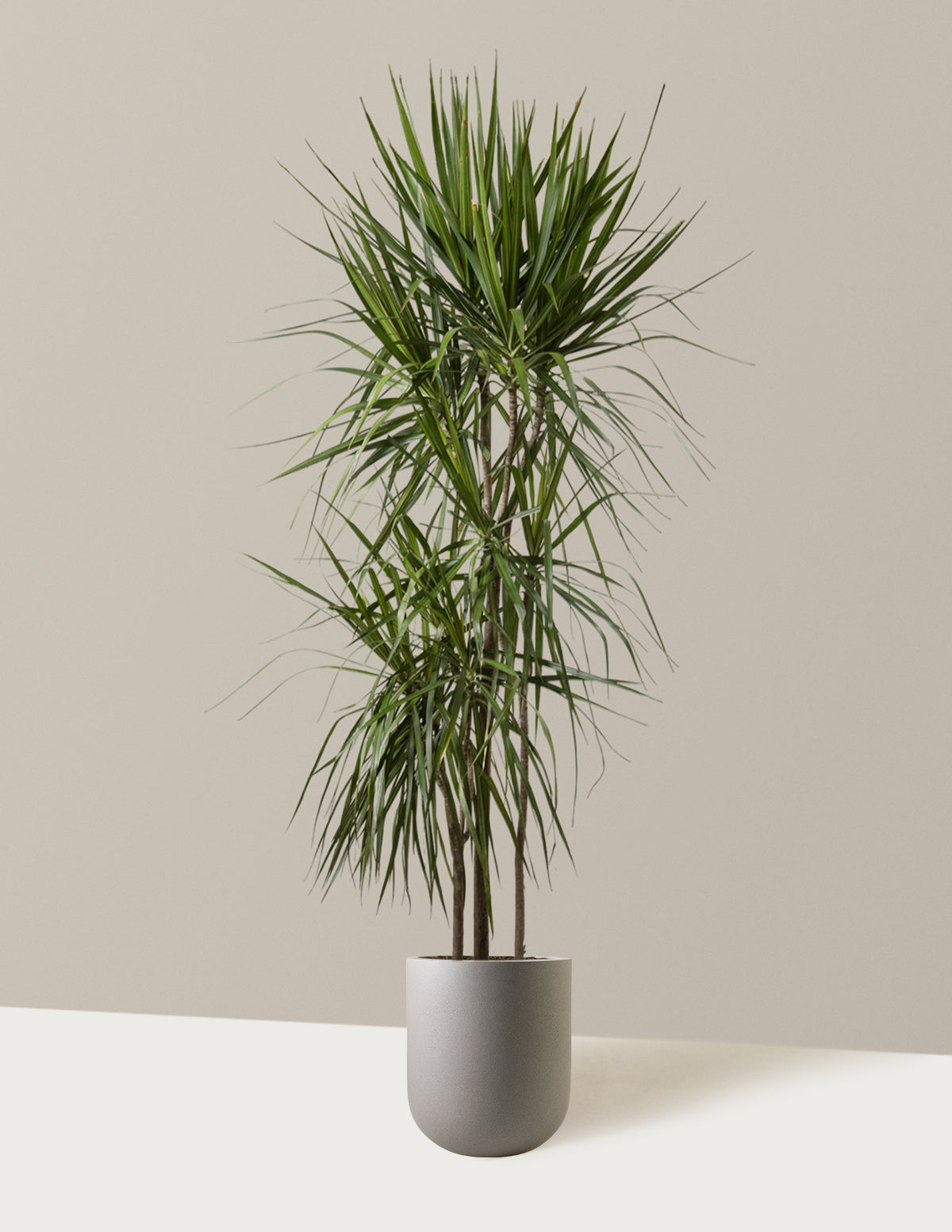 Dracaena Marginata (Ejderha Ağacı)