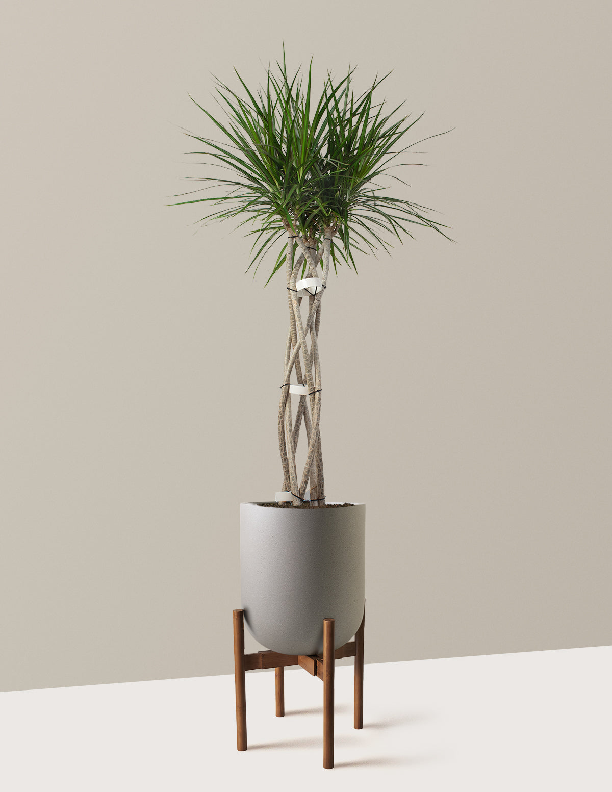 Dracaena Marginata Örgü Gövdeli (Open Weave)