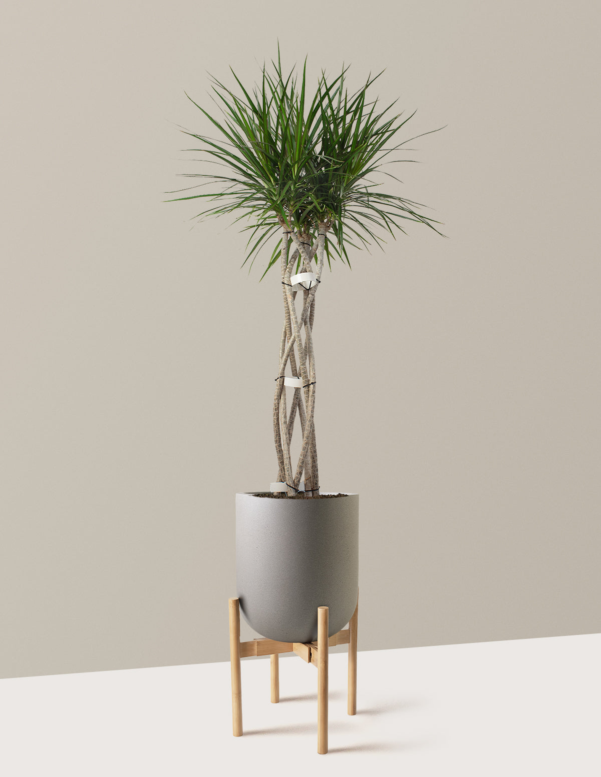 Dracaena Marginata Örgü Gövdeli (Open Weave)