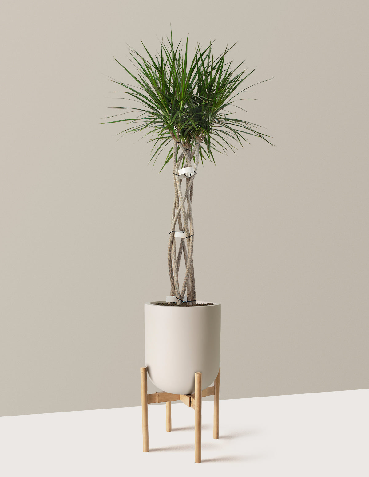 Dracaena Marginata Örgü Gövdeli (Open Weave)