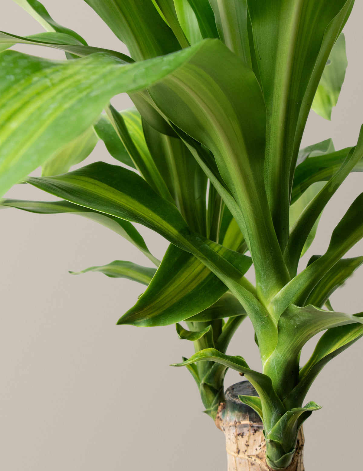 Büyük Boy Dracaena Mass Cane