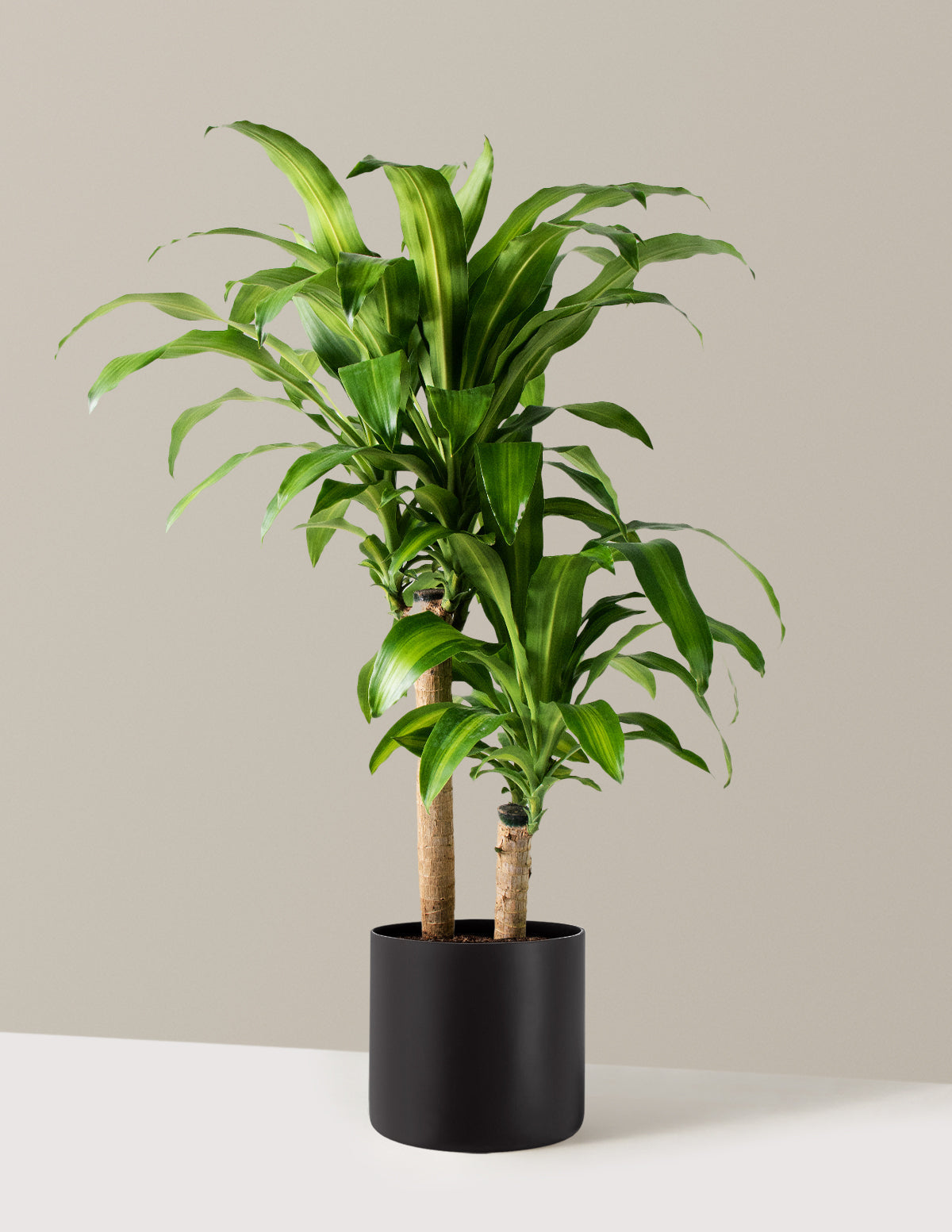 Büyük Boy Dracaena Mass Cane