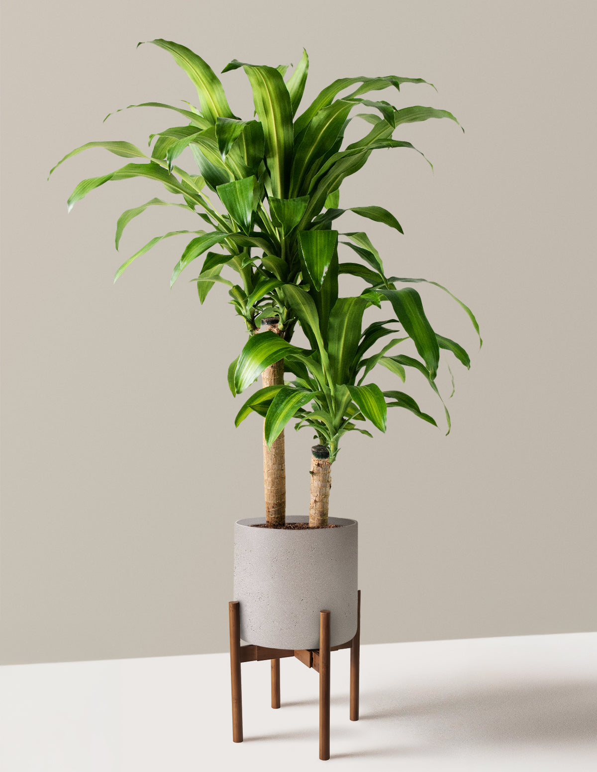 Büyük Boy Dracaena Mass Cane