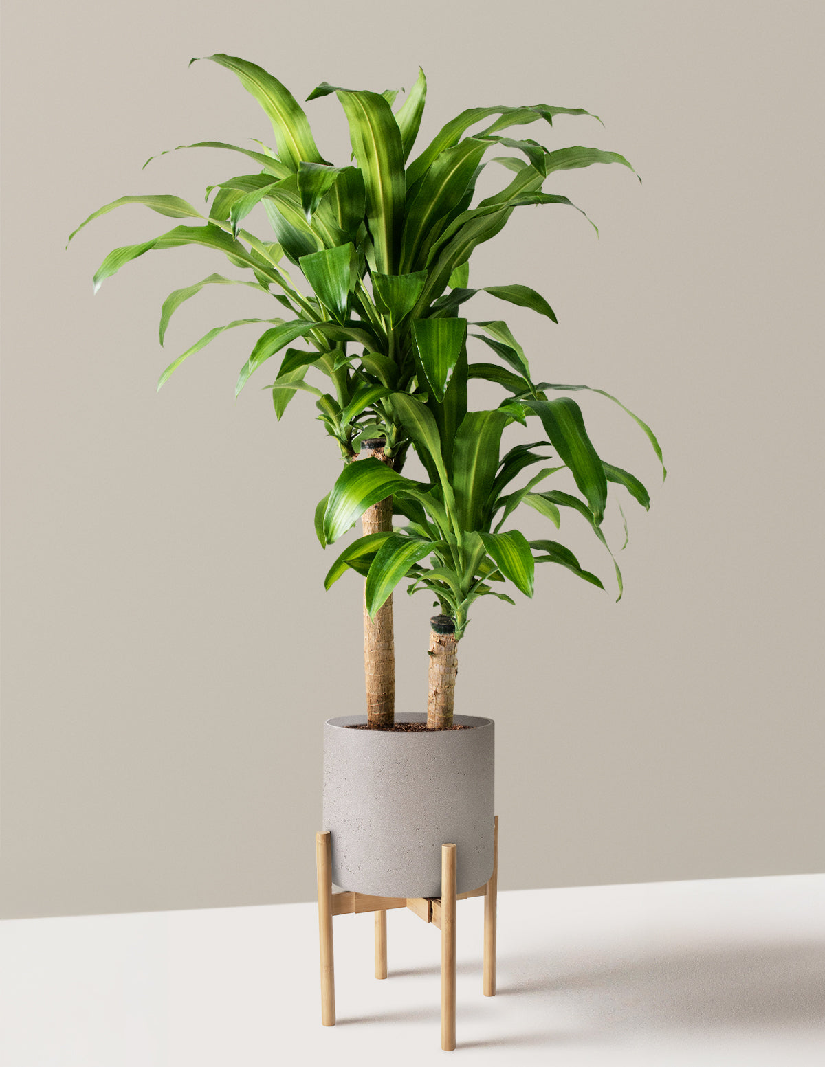 Büyük Boy Dracaena Mass Cane