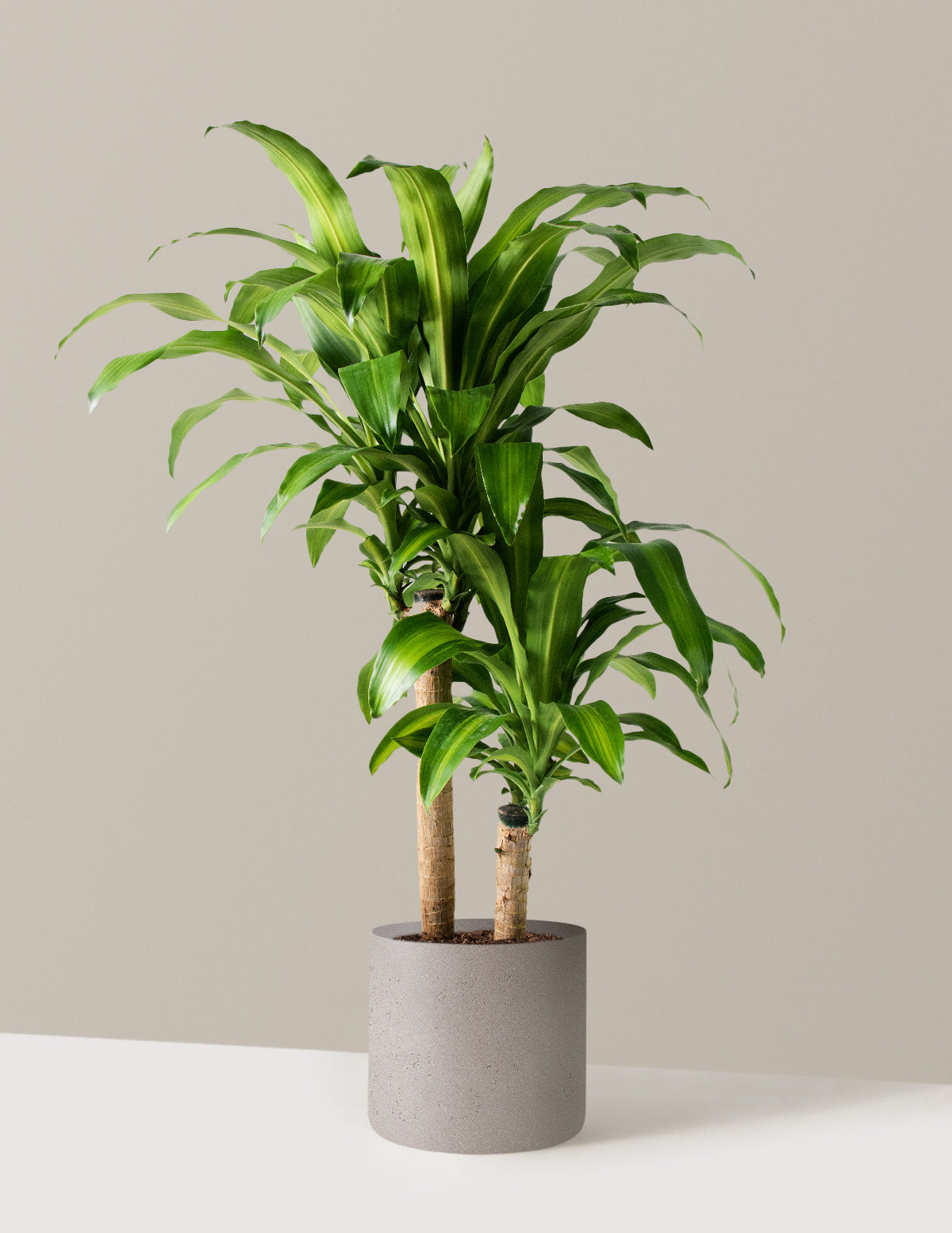 Büyük Boy Dracaena Mass Cane
