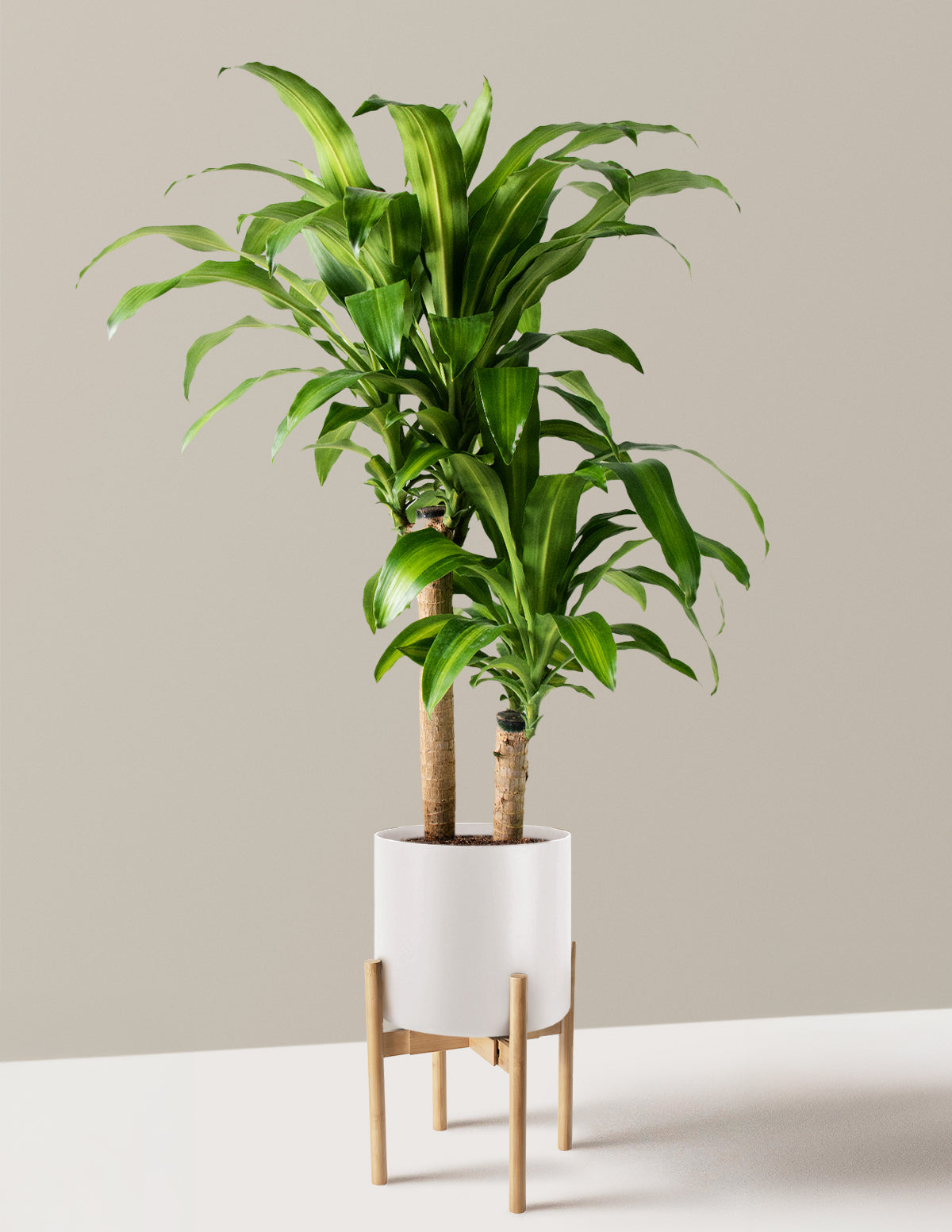 Büyük Boy Dracaena Mass Cane
