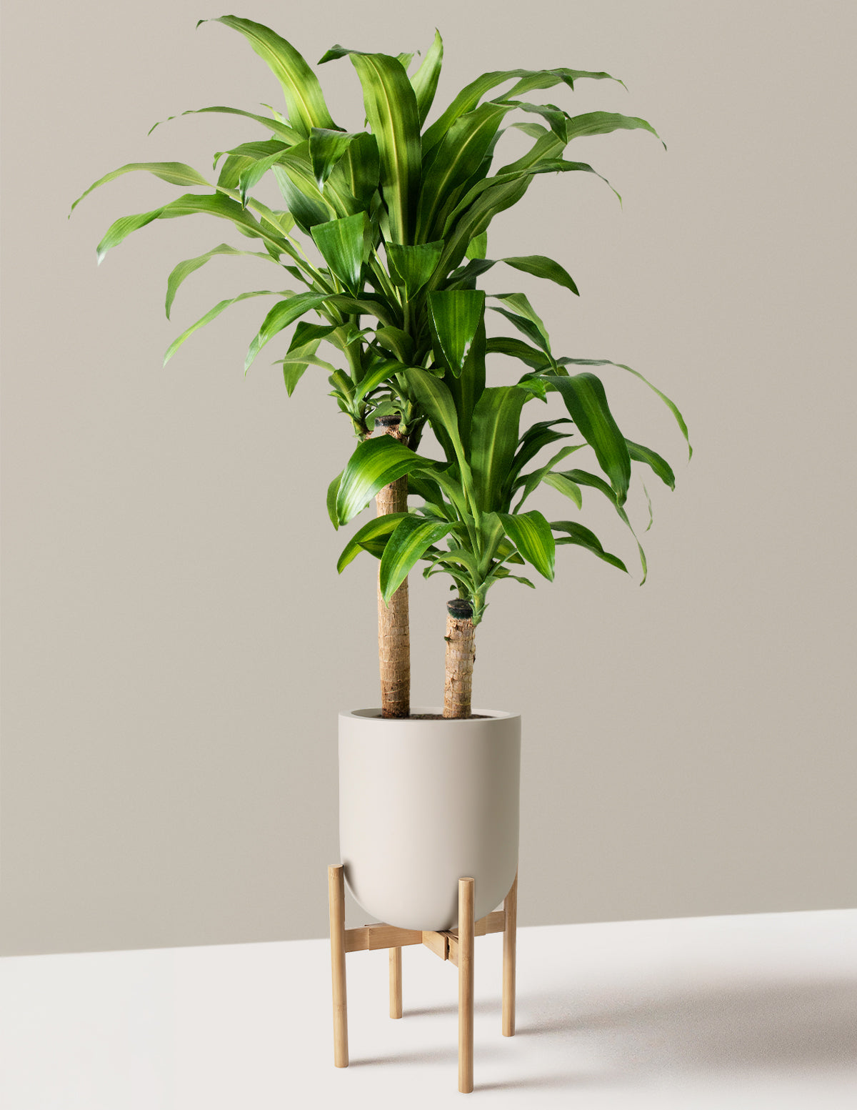 Büyük Boy Dracaena Mass Cane