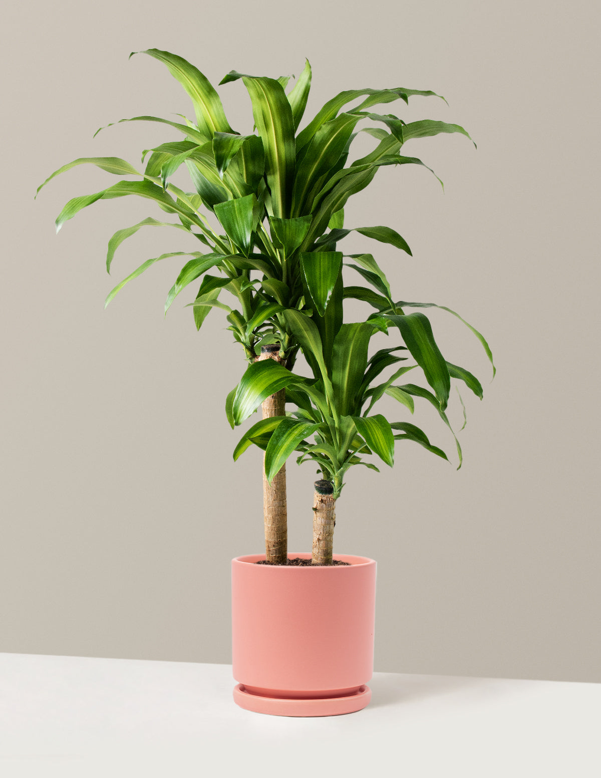 Büyük Boy Dracaena Mass Cane