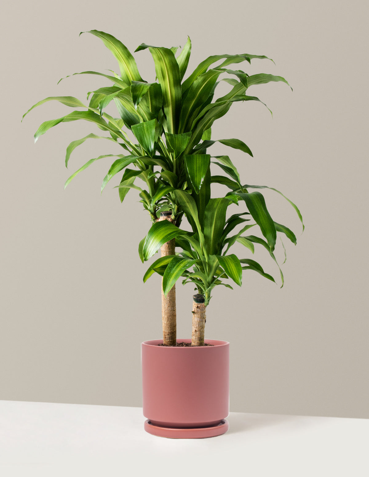 Büyük Boy Dracaena Mass Cane