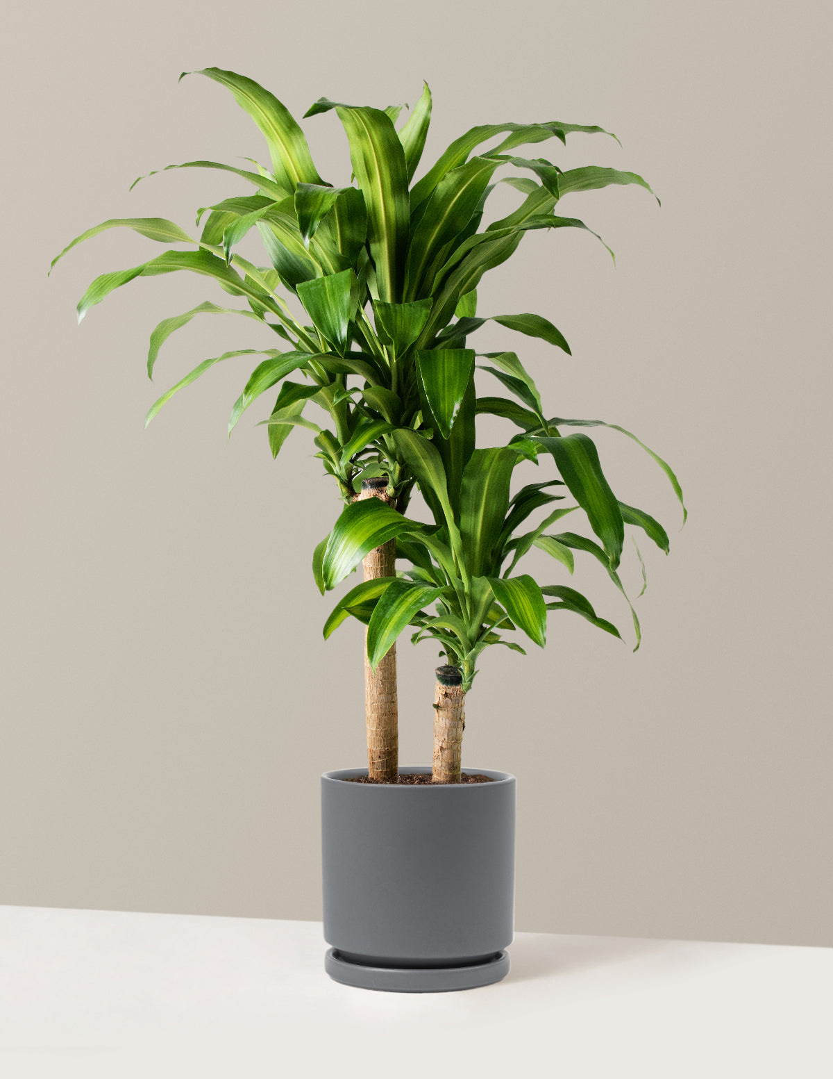 Büyük Boy Dracaena Mass Cane