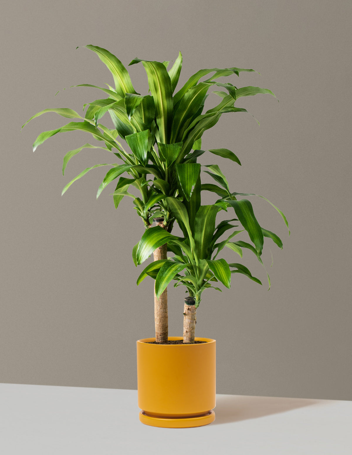 Büyük Boy Dracaena Mass Cane