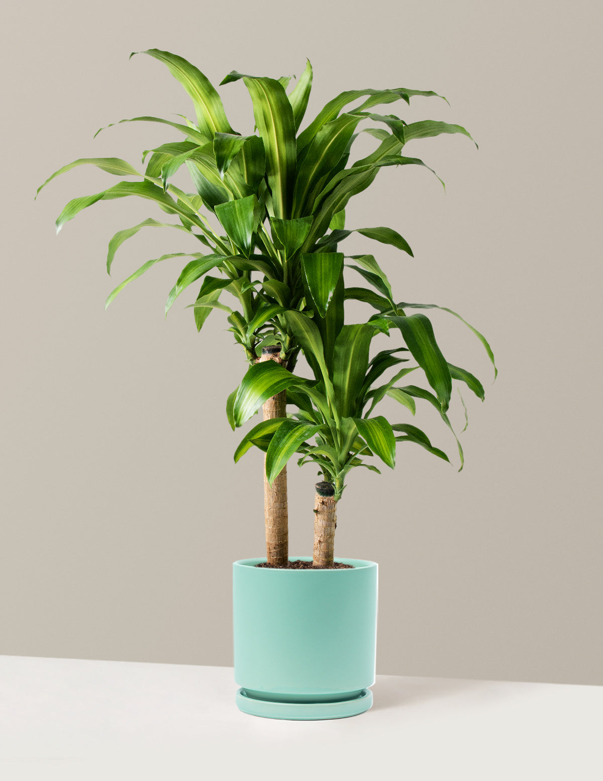 Büyük Boy Dracaena Mass Cane