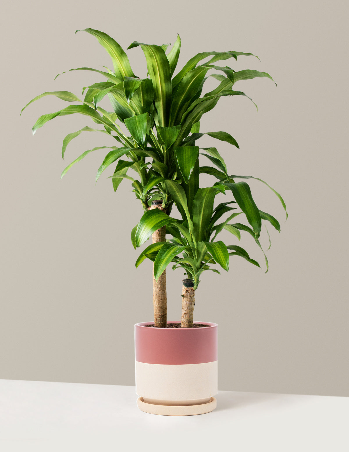 Büyük Boy Dracaena Mass Cane