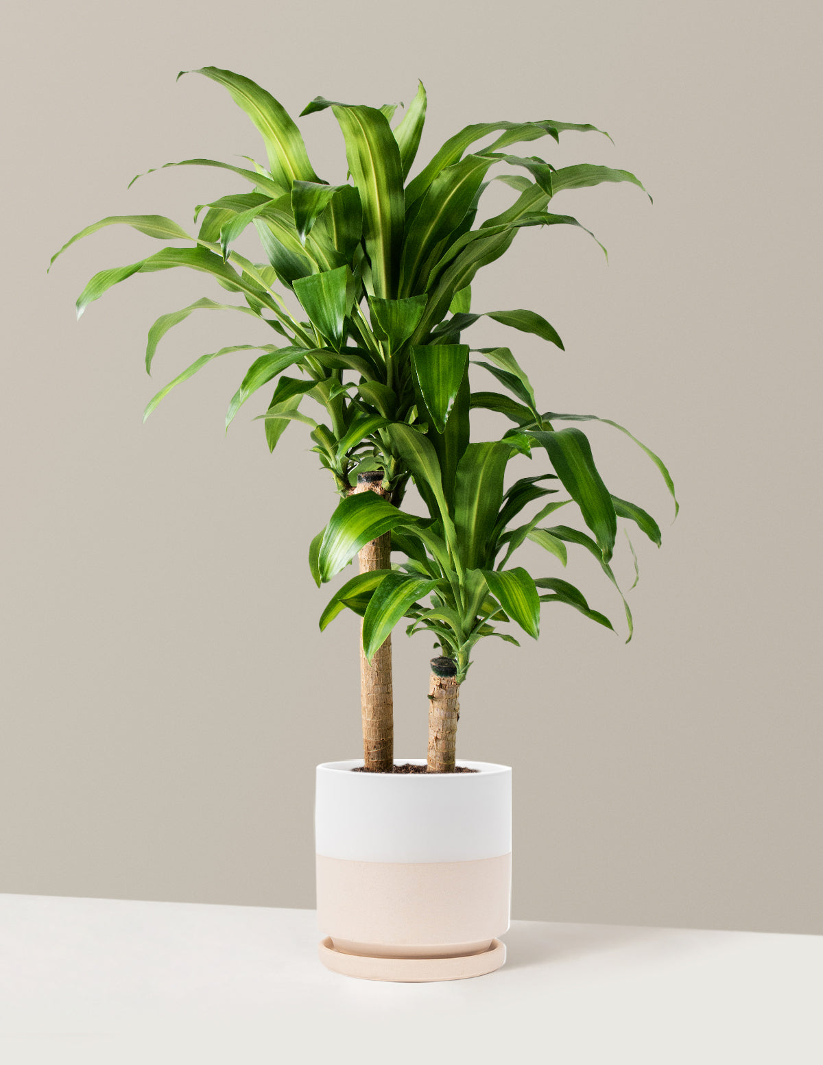 Büyük Boy Dracaena Mass Cane