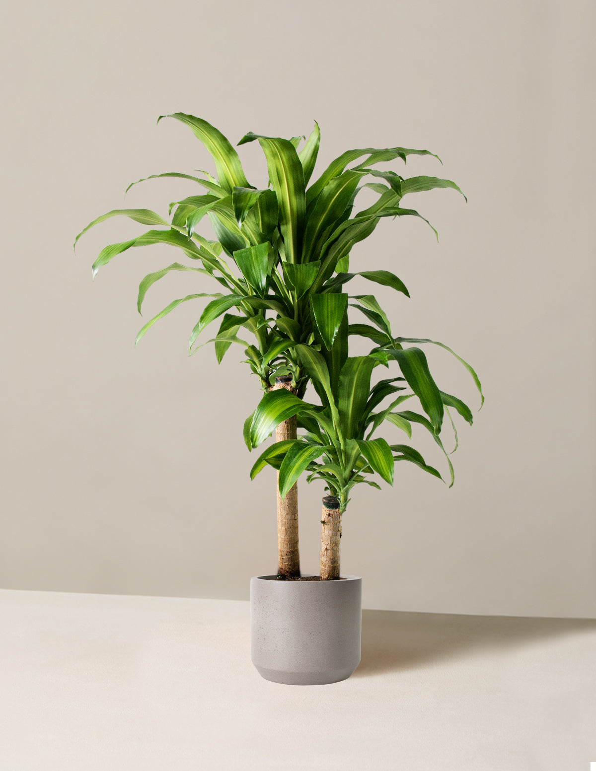Büyük Boy Dracaena Mass Cane