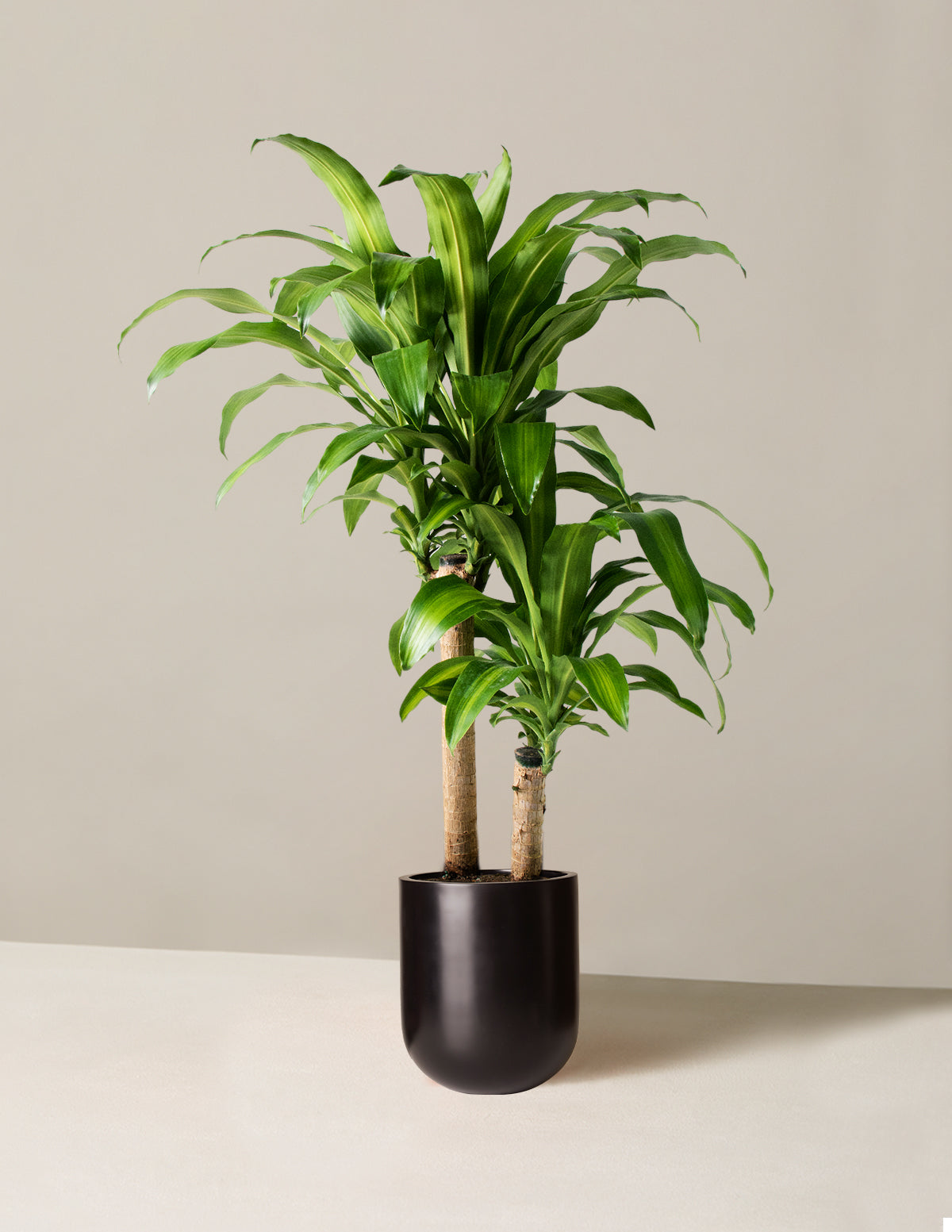 Büyük Boy Dracaena Mass Cane