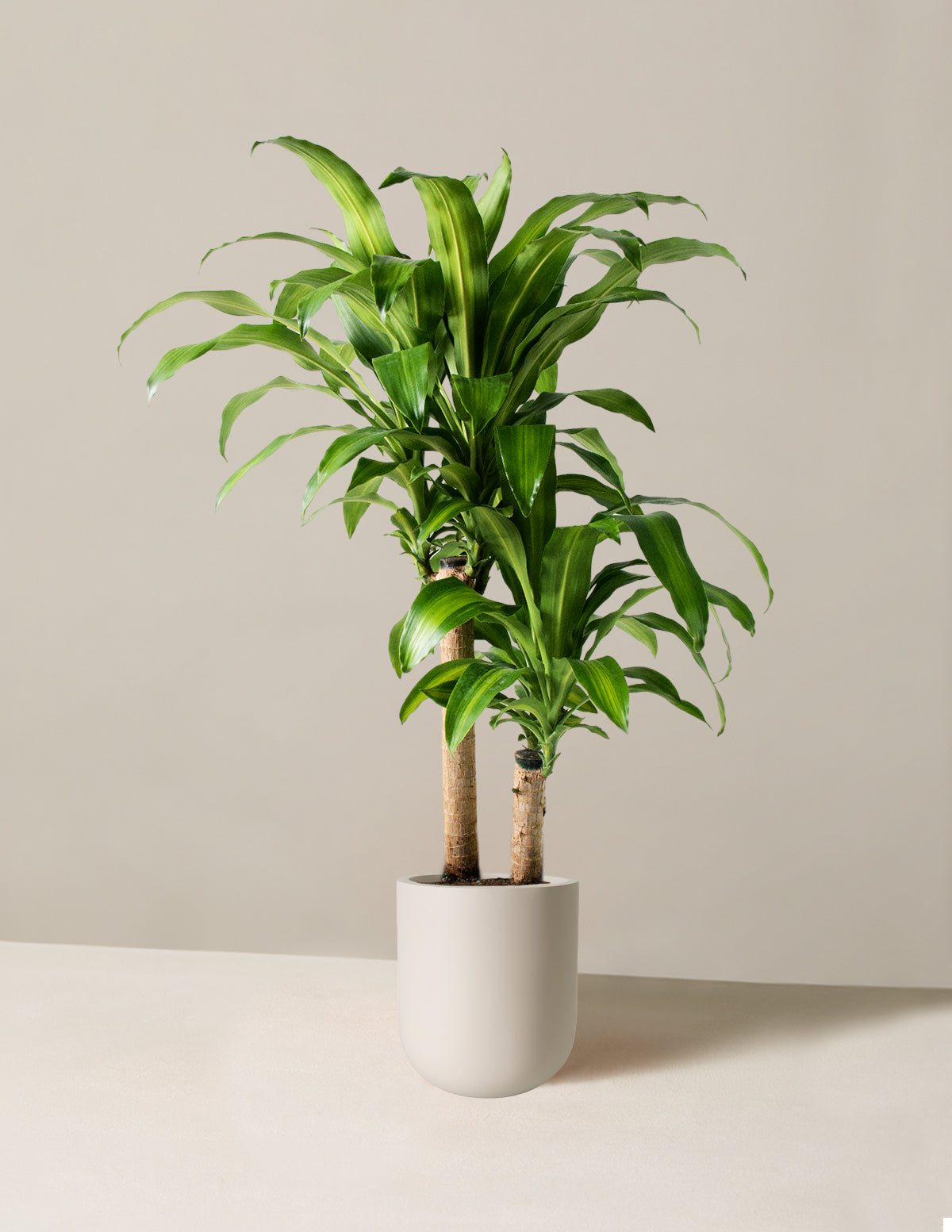Büyük Boy Dracaena Mass Cane