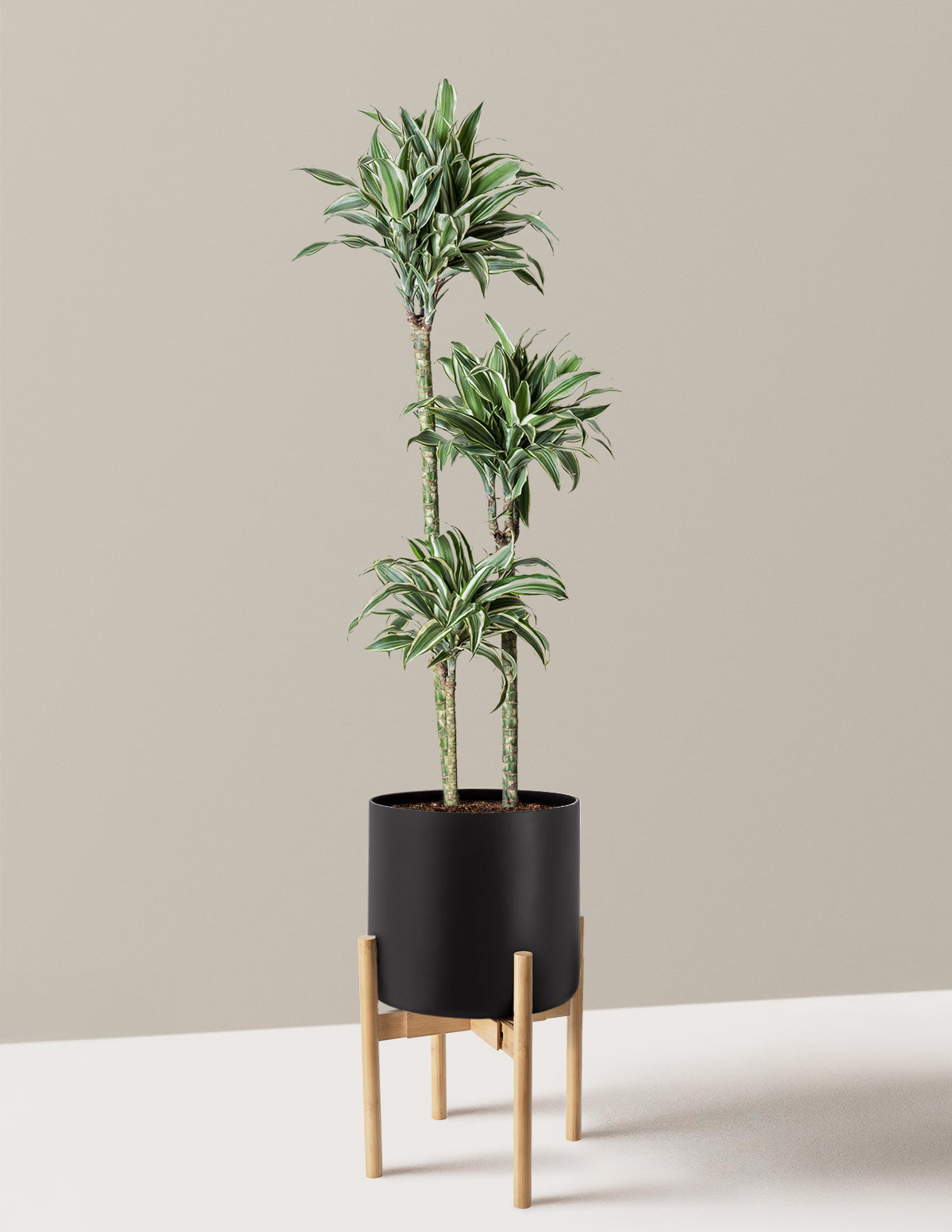 Büyük Boy Dracaena Warneckii White Jewel