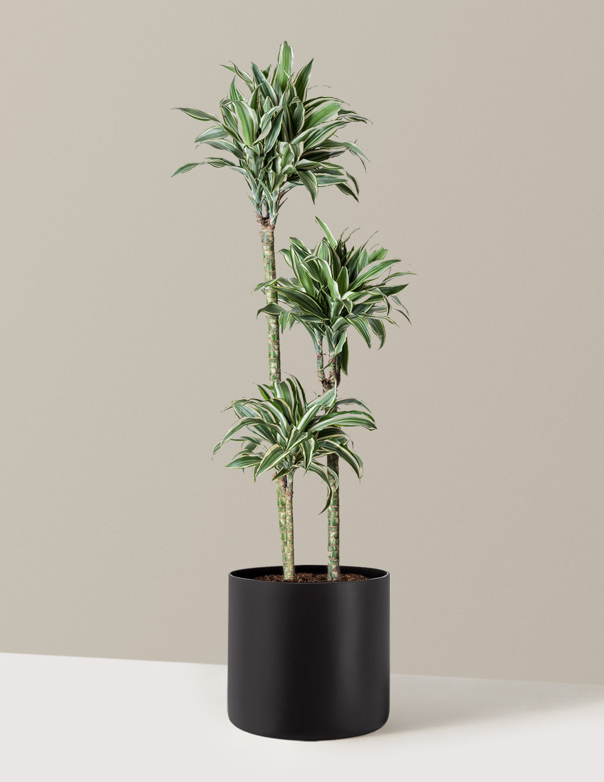 Büyük Boy Dracaena Warneckii White Jewel
