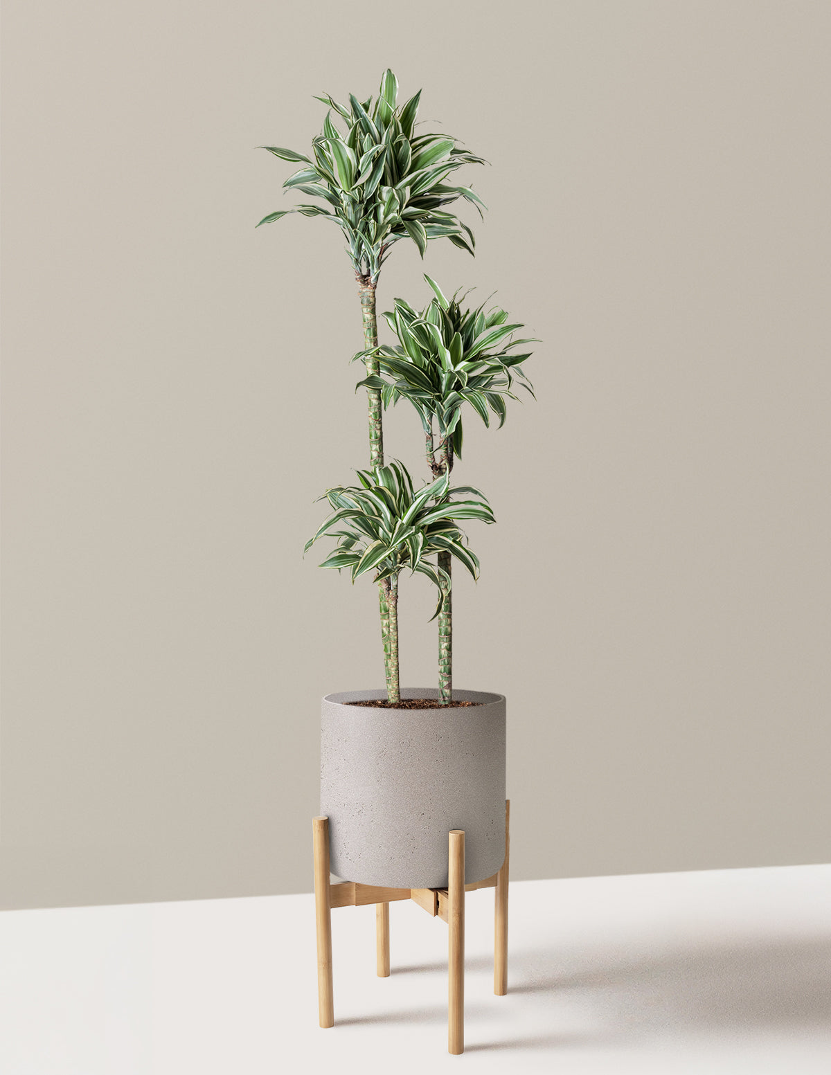 Büyük Boy Dracaena Warneckii White Jewel