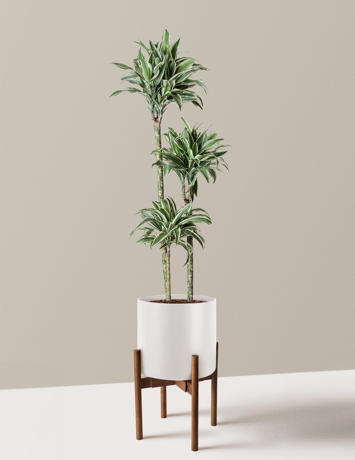 Büyük Boy Dracaena Warneckii White Jewel