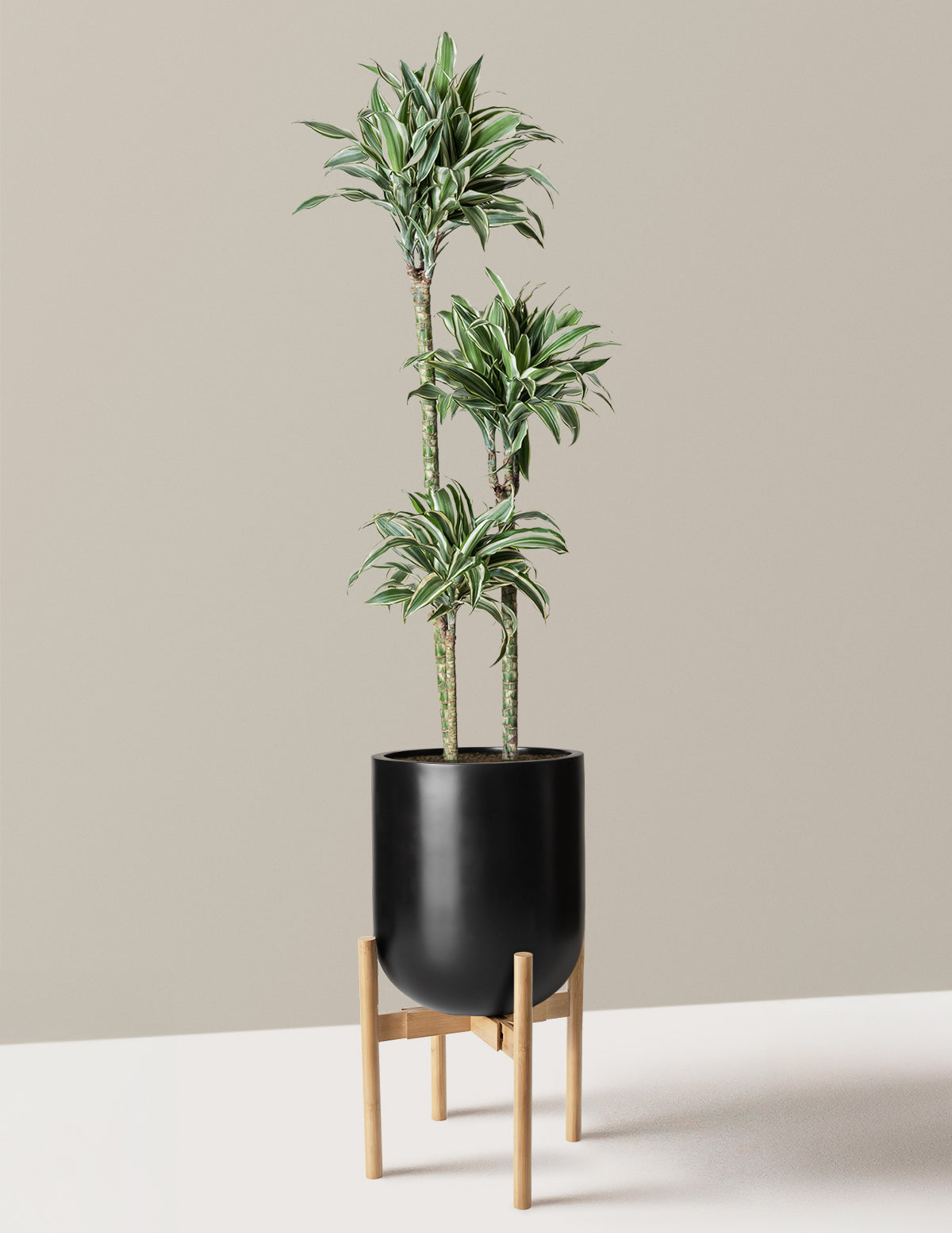 Büyük Boy Dracaena Warneckii White Jewel