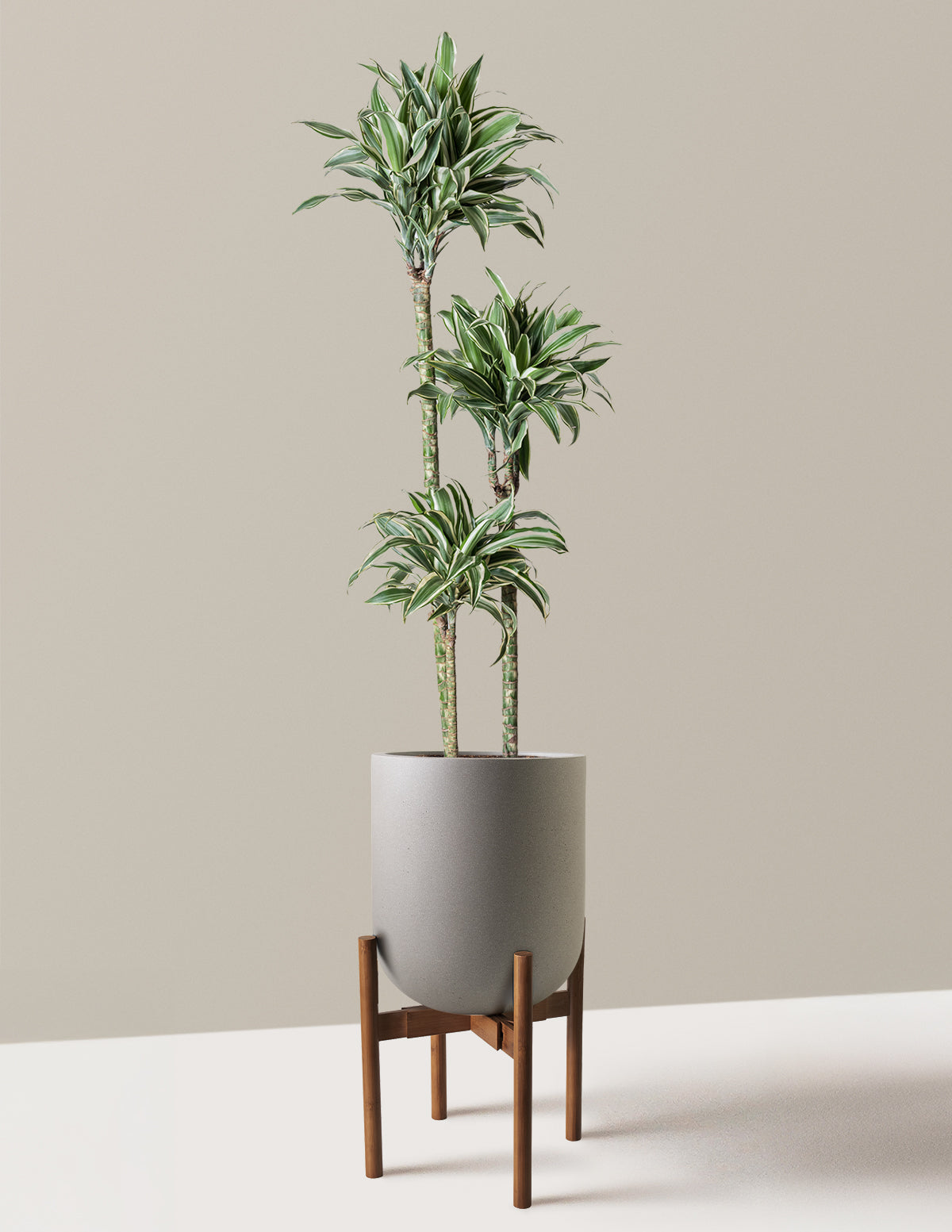 Büyük Boy Dracaena Warneckii White Jewel