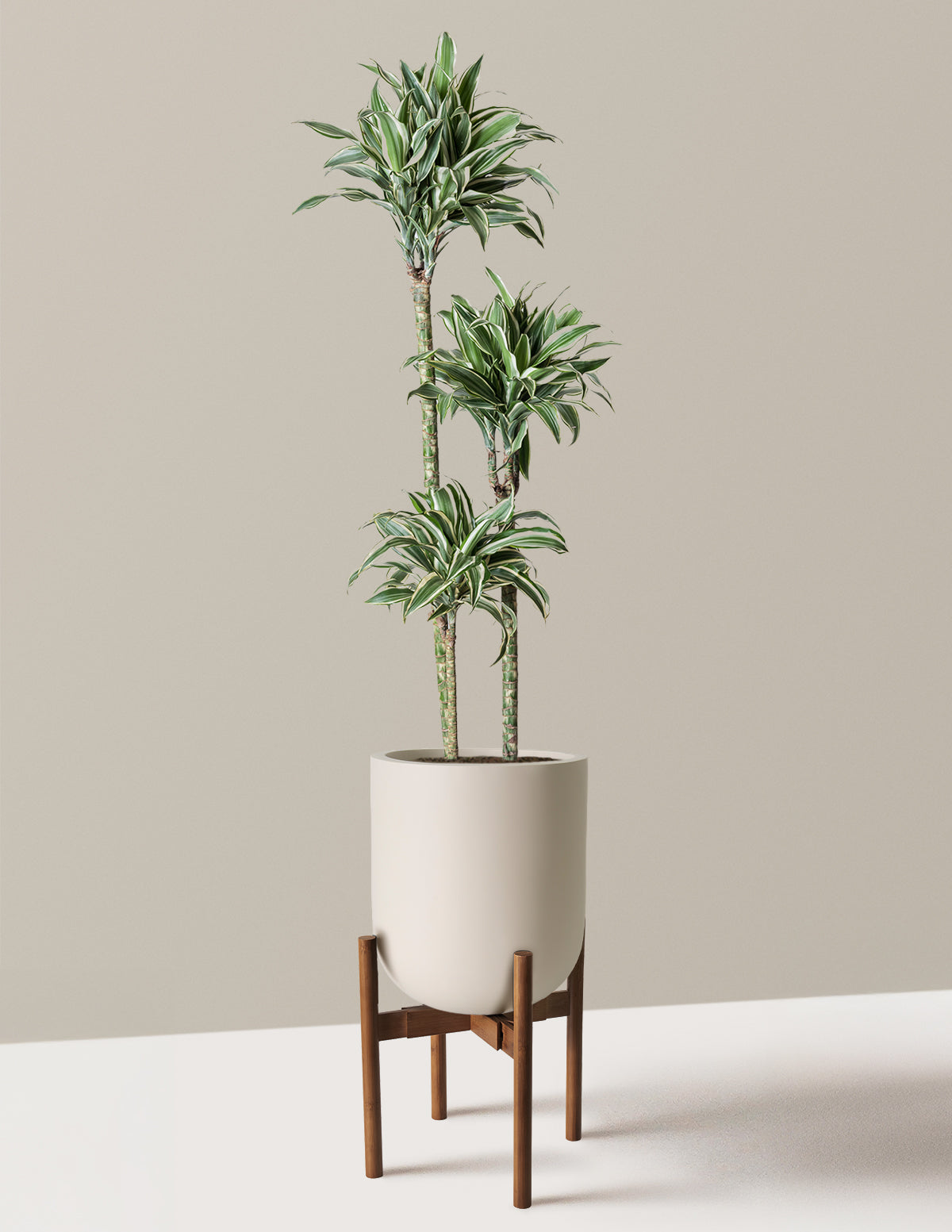 Büyük Boy Dracaena Warneckii White Jewel