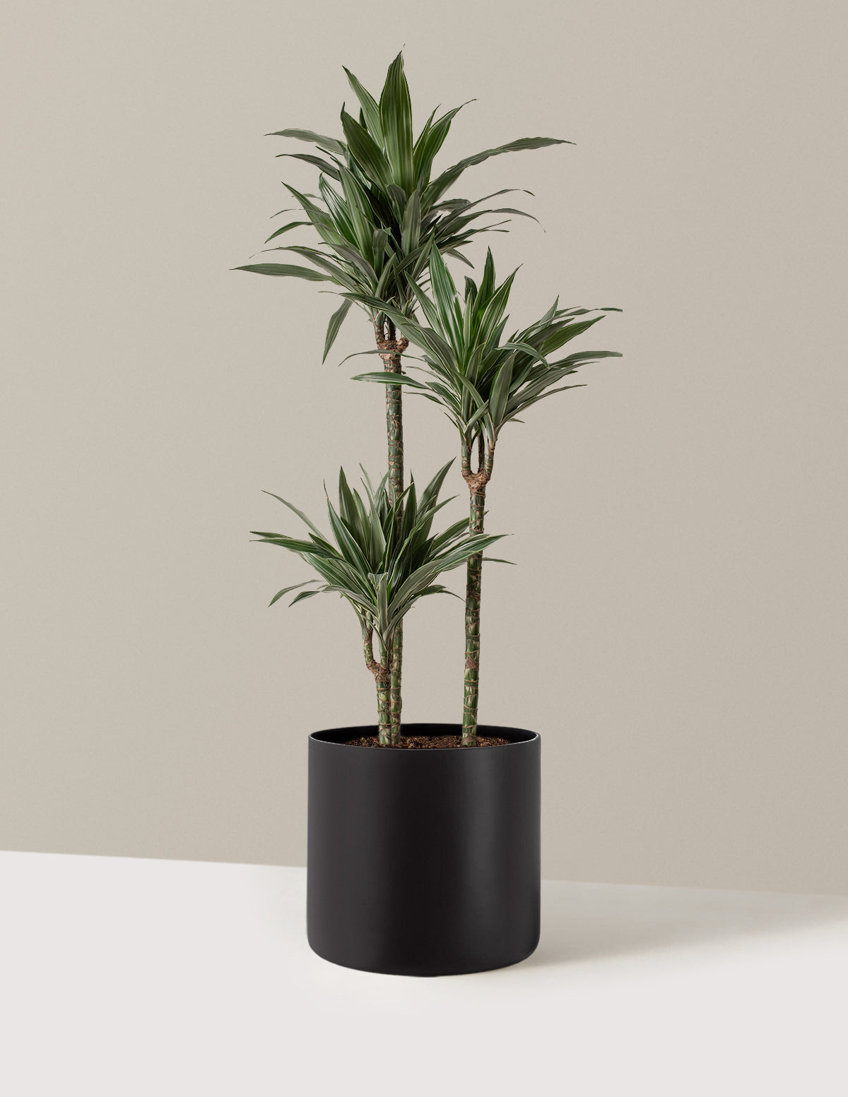 Büyük Boy Dracaena Warneckii
