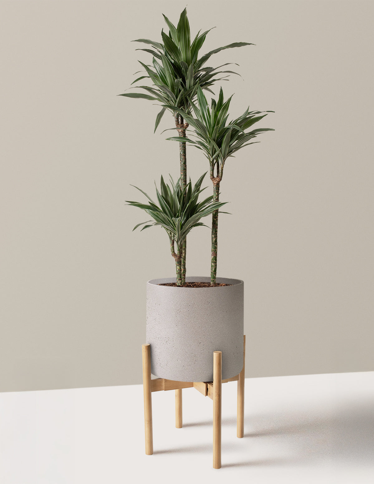 Büyük Boy Dracaena Warneckii