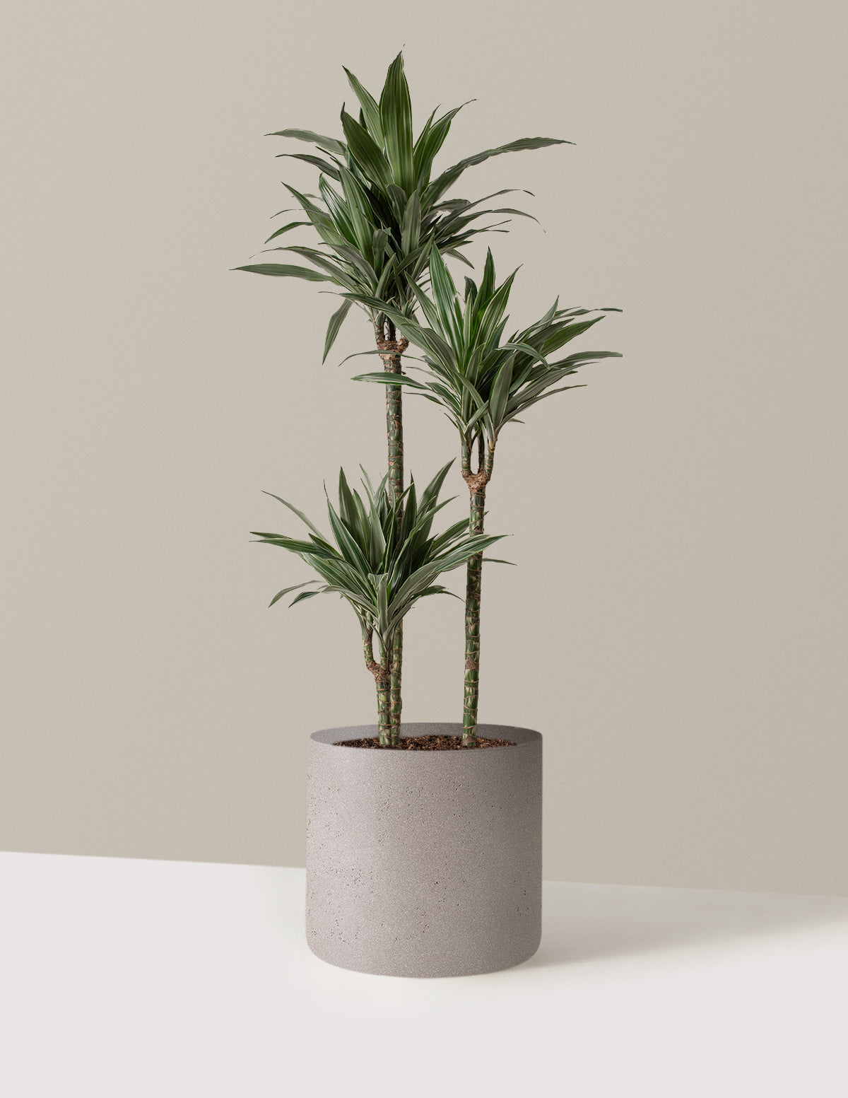 Büyük Boy Dracaena Warneckii