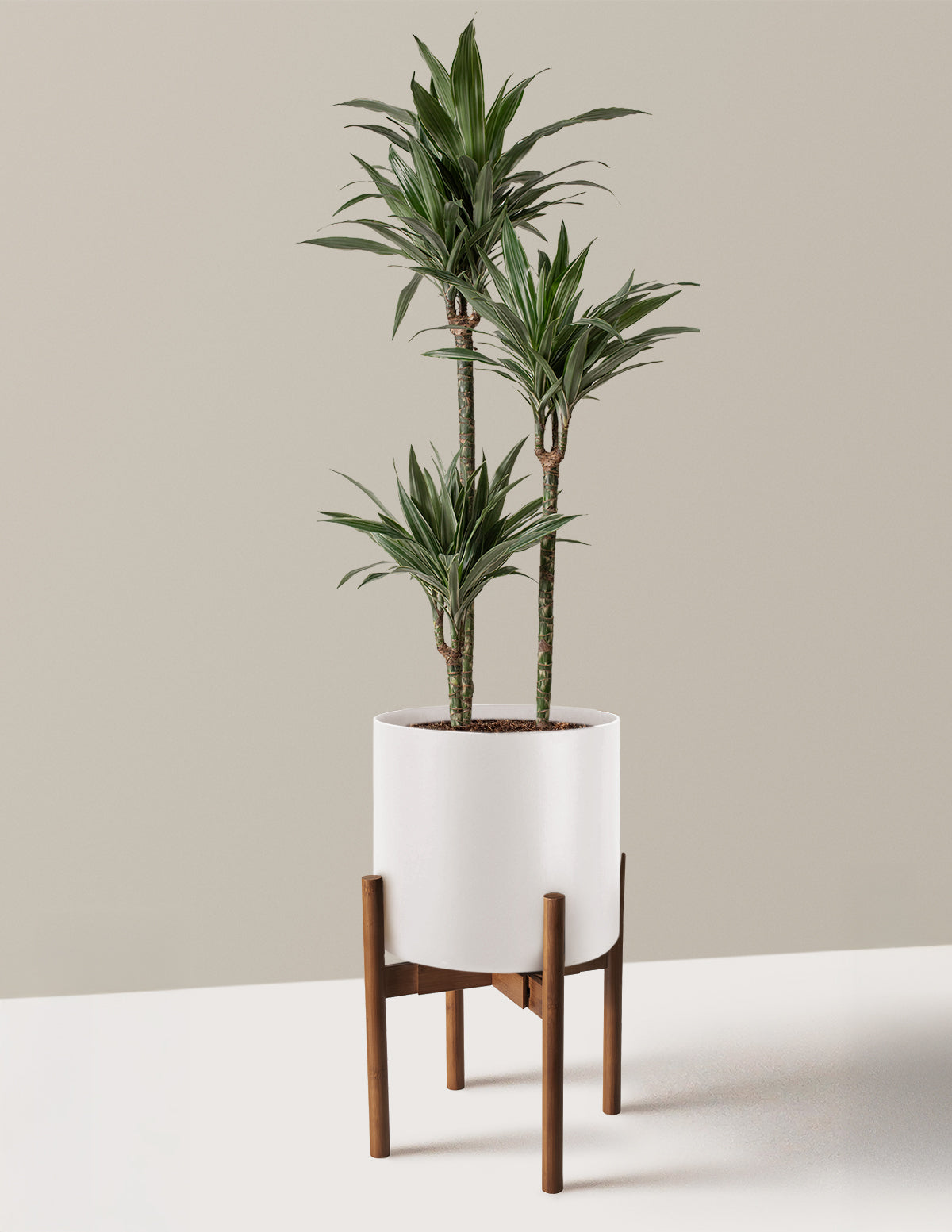 Büyük Boy Dracaena Warneckii
