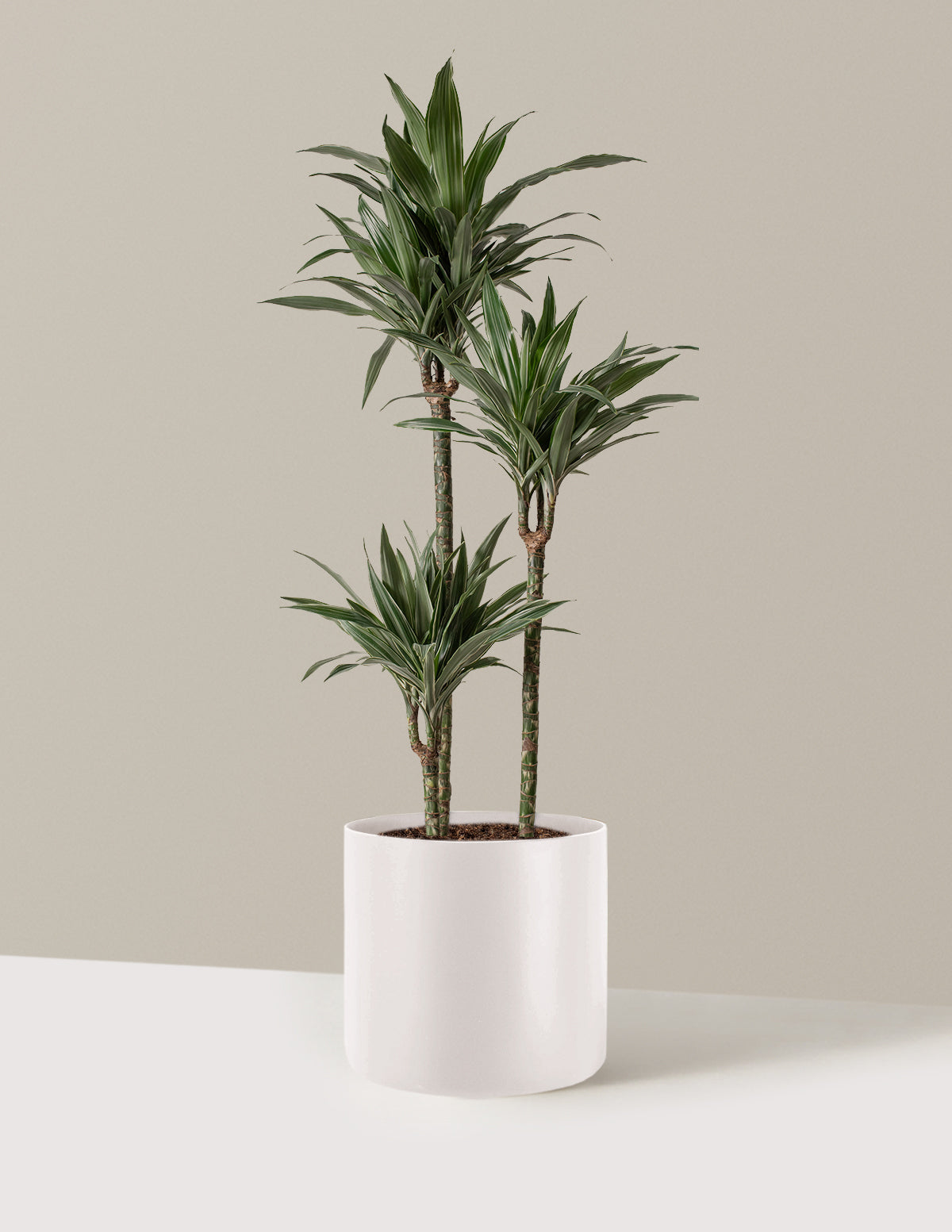 Büyük Boy Dracaena Warneckii