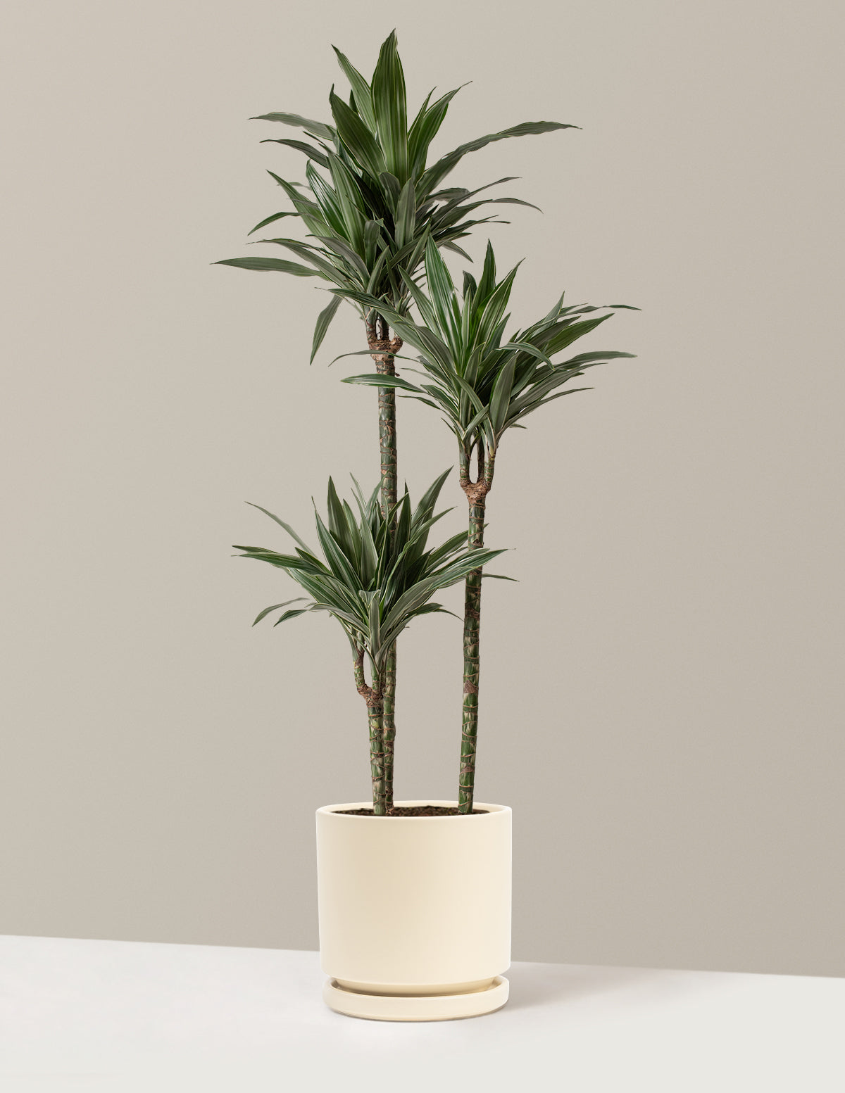 Büyük Boy Dracaena Warneckii