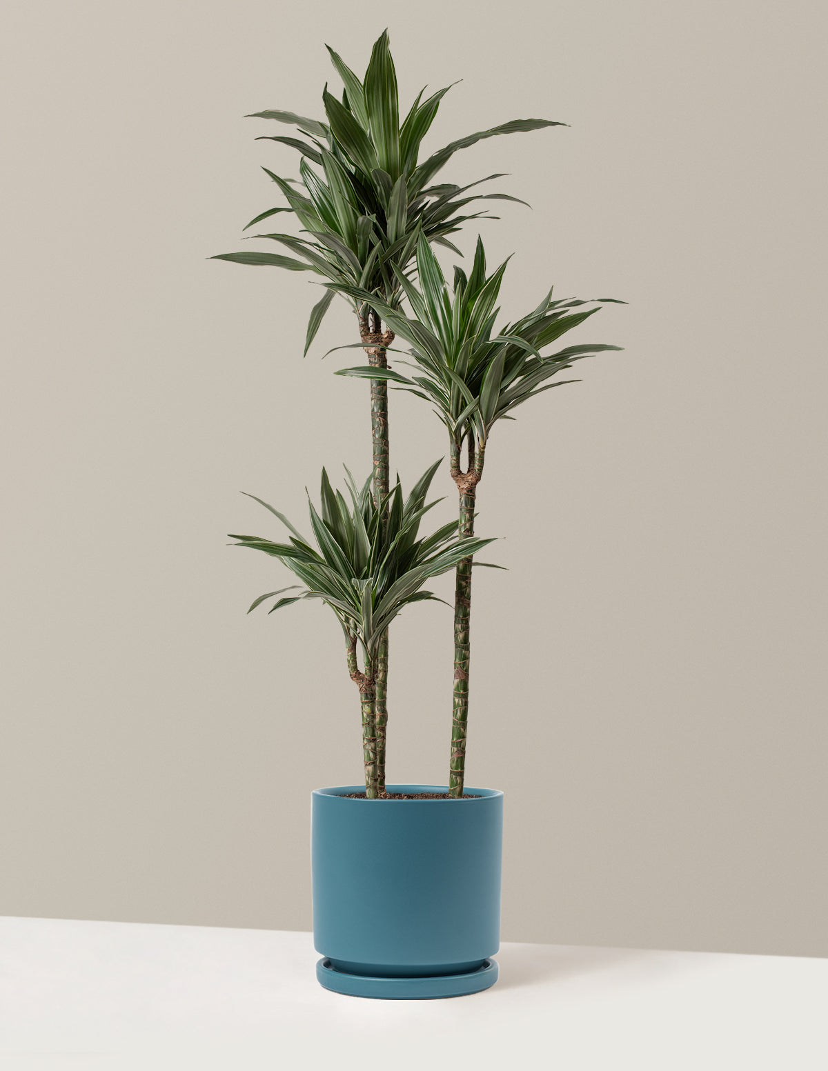 Büyük Boy Dracaena Warneckii