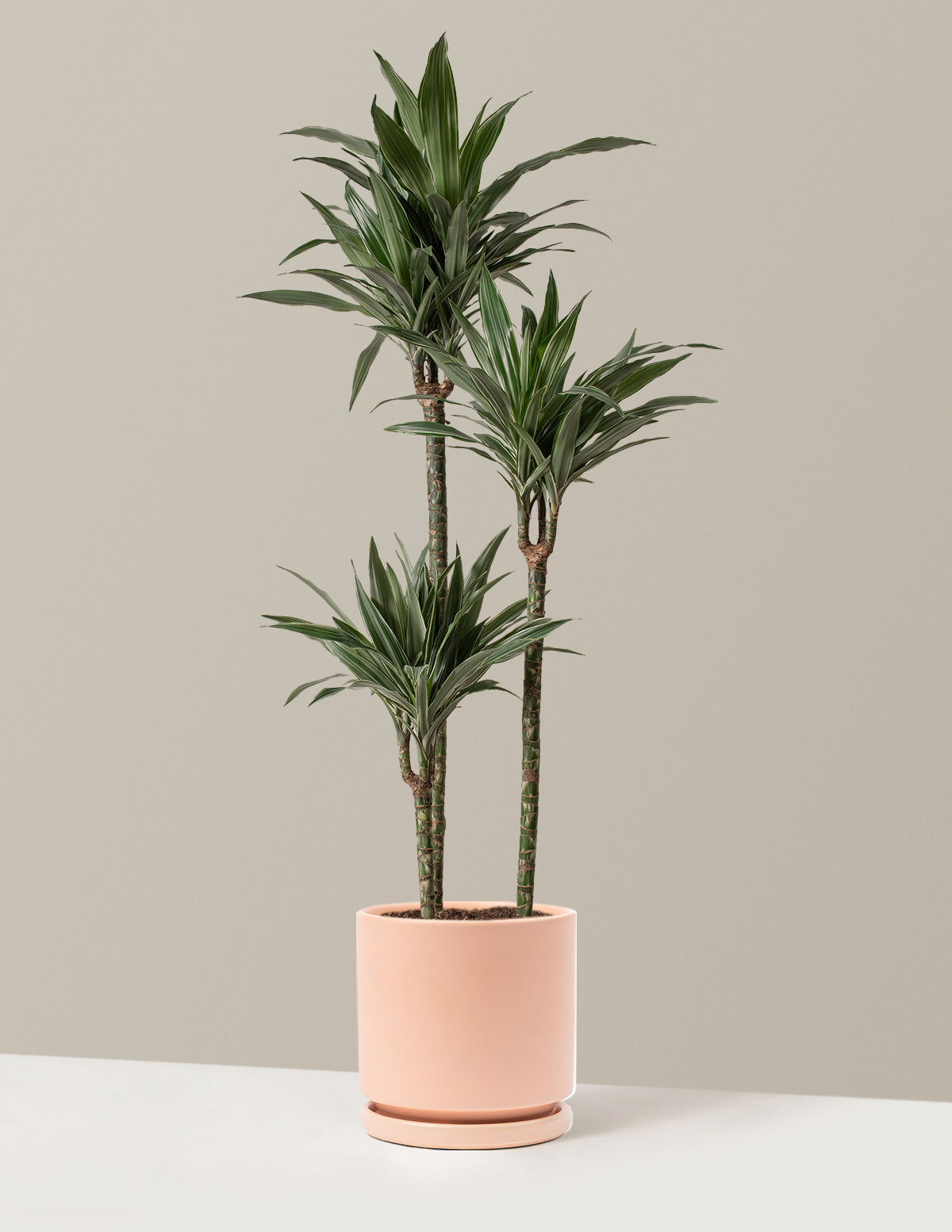 Büyük Boy Dracaena Warneckii