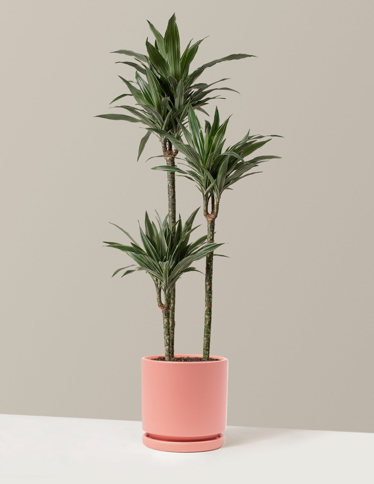 Büyük Boy Dracaena Warneckii