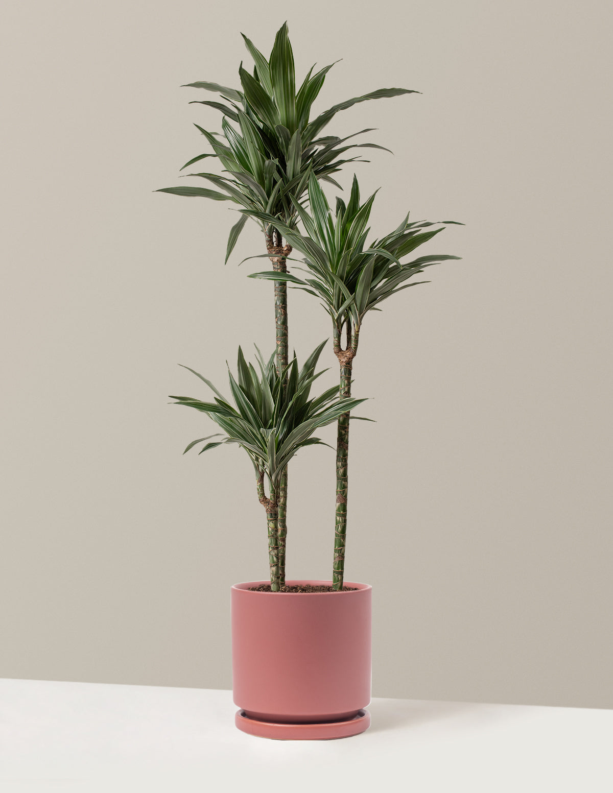 Büyük Boy Dracaena Warneckii
