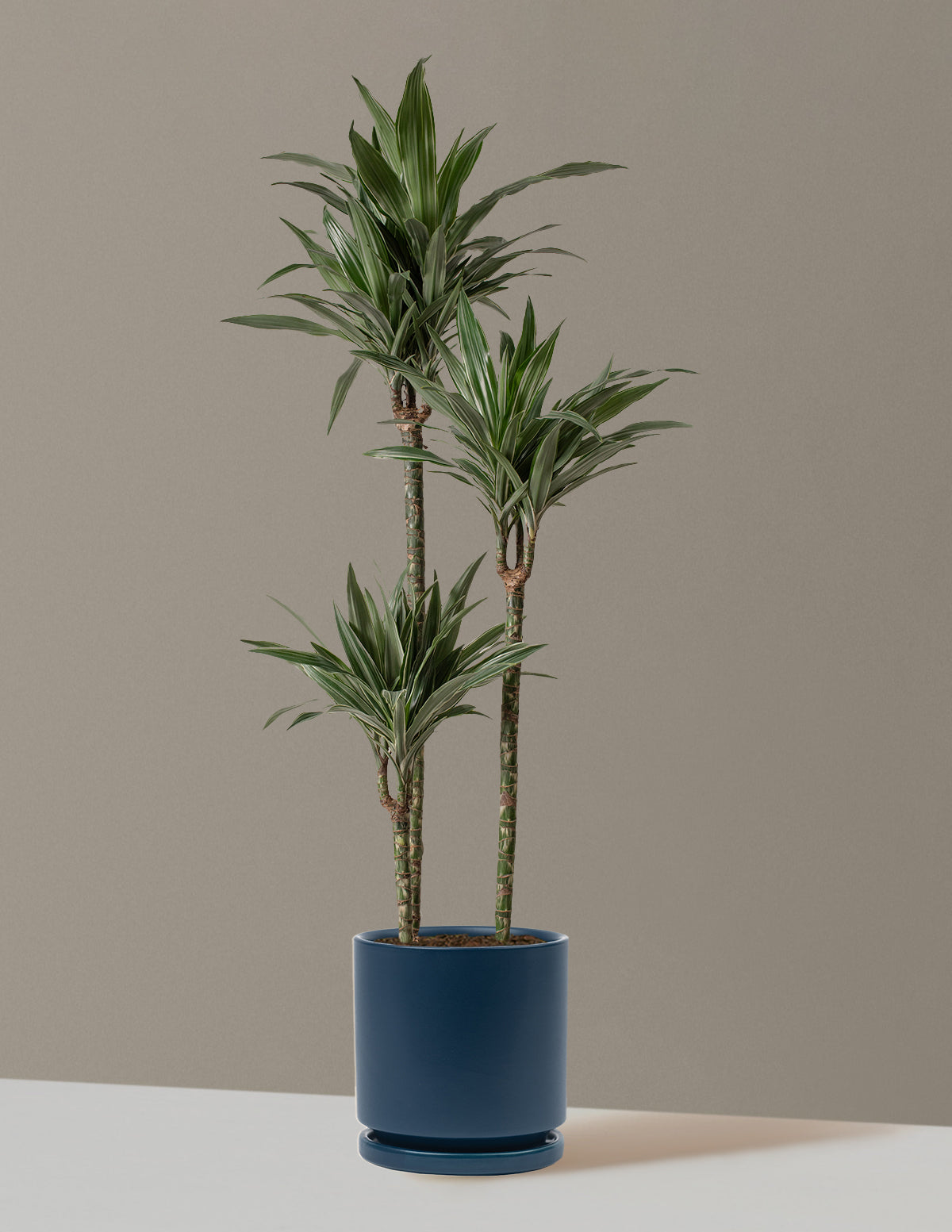 Büyük Boy Dracaena Warneckii