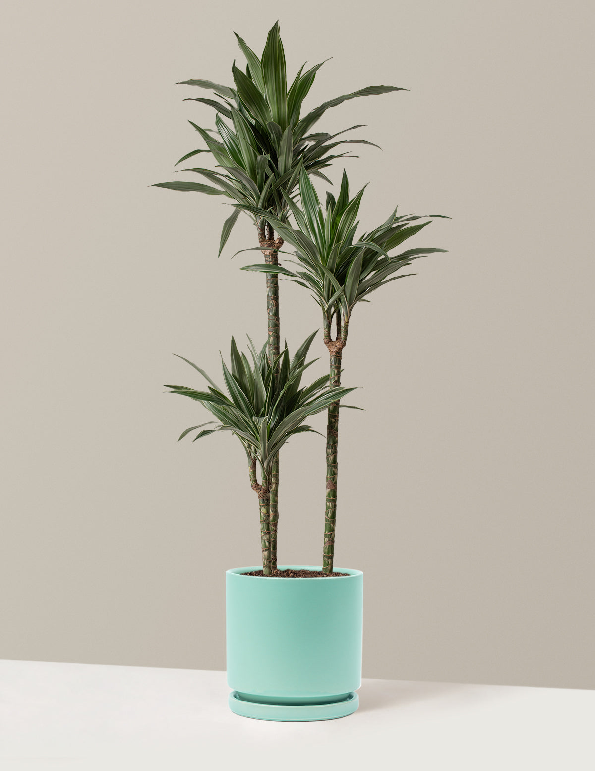 Büyük Boy Dracaena Warneckii