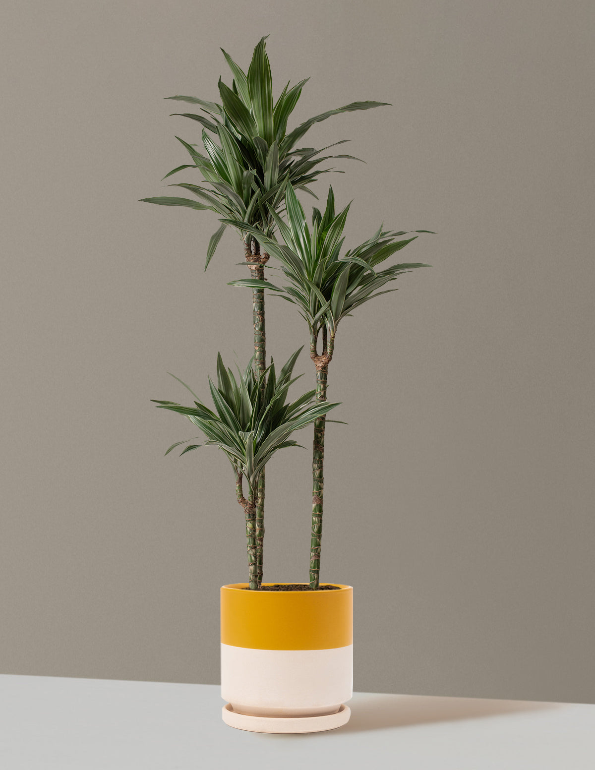 Büyük Boy Dracaena Warneckii
