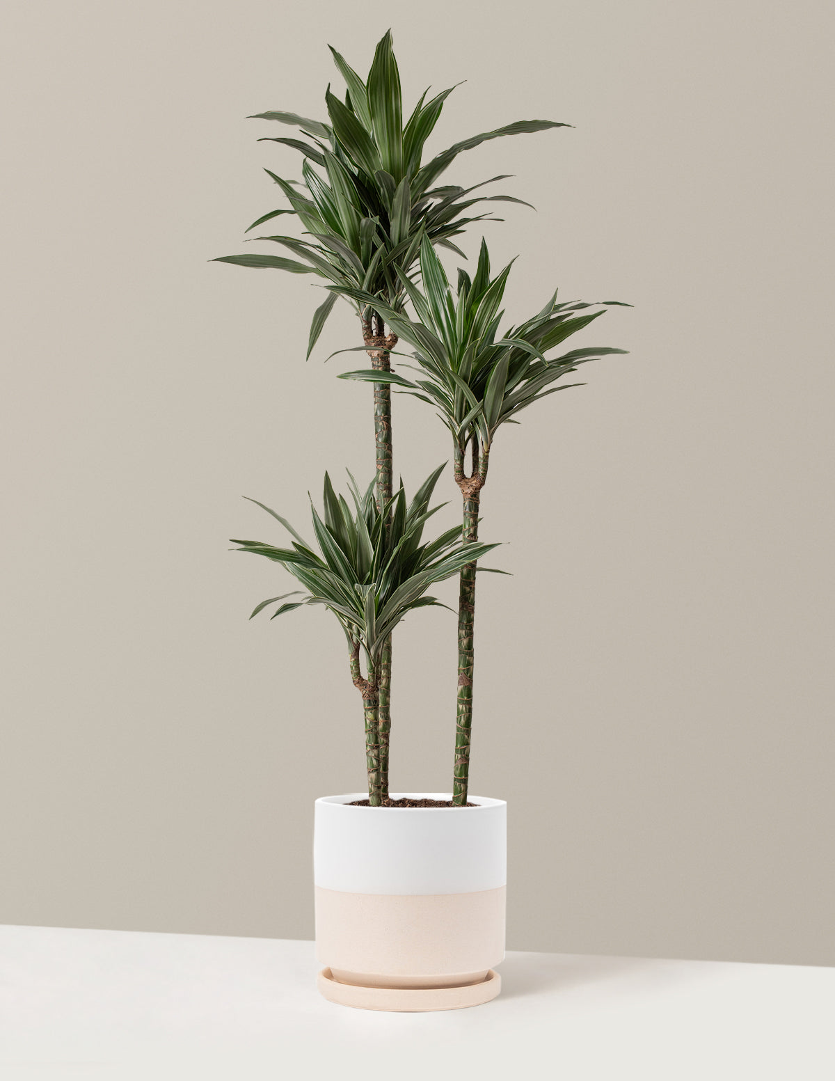 Büyük Boy Dracaena Warneckii