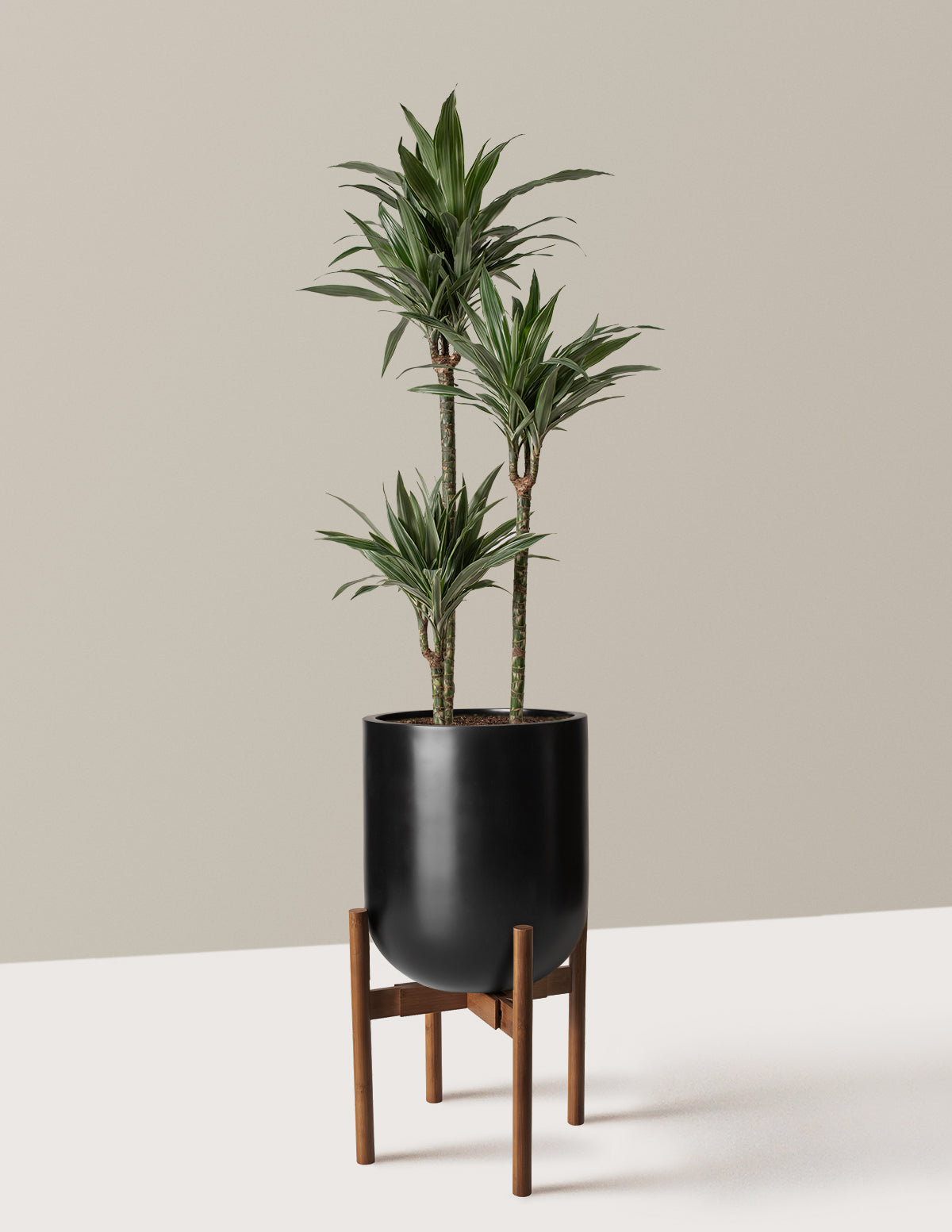 Büyük Boy Dracaena Warneckii