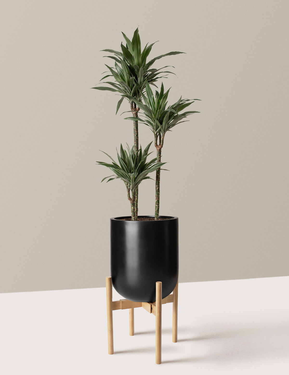Büyük Boy Dracaena Warneckii