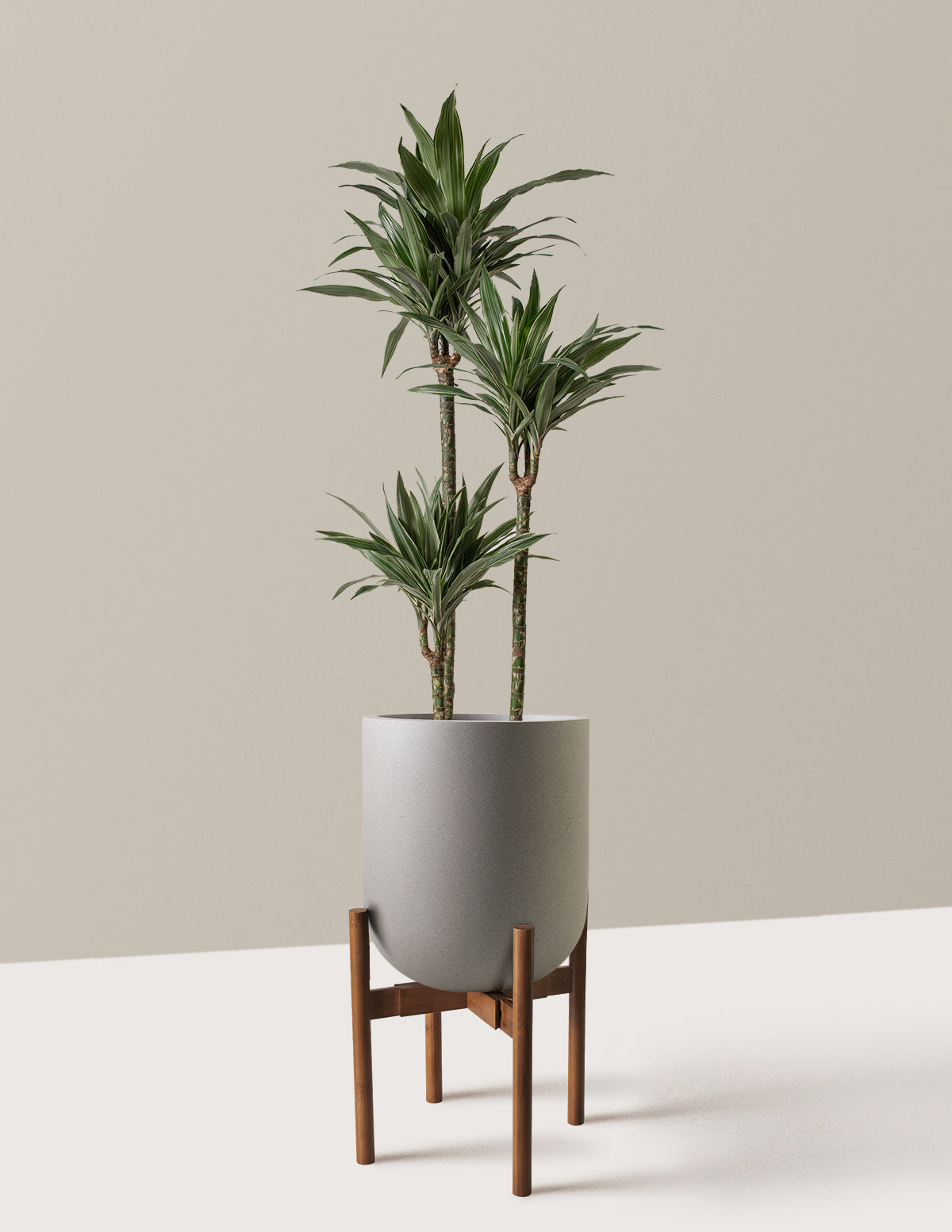 Büyük Boy Dracaena Warneckii
