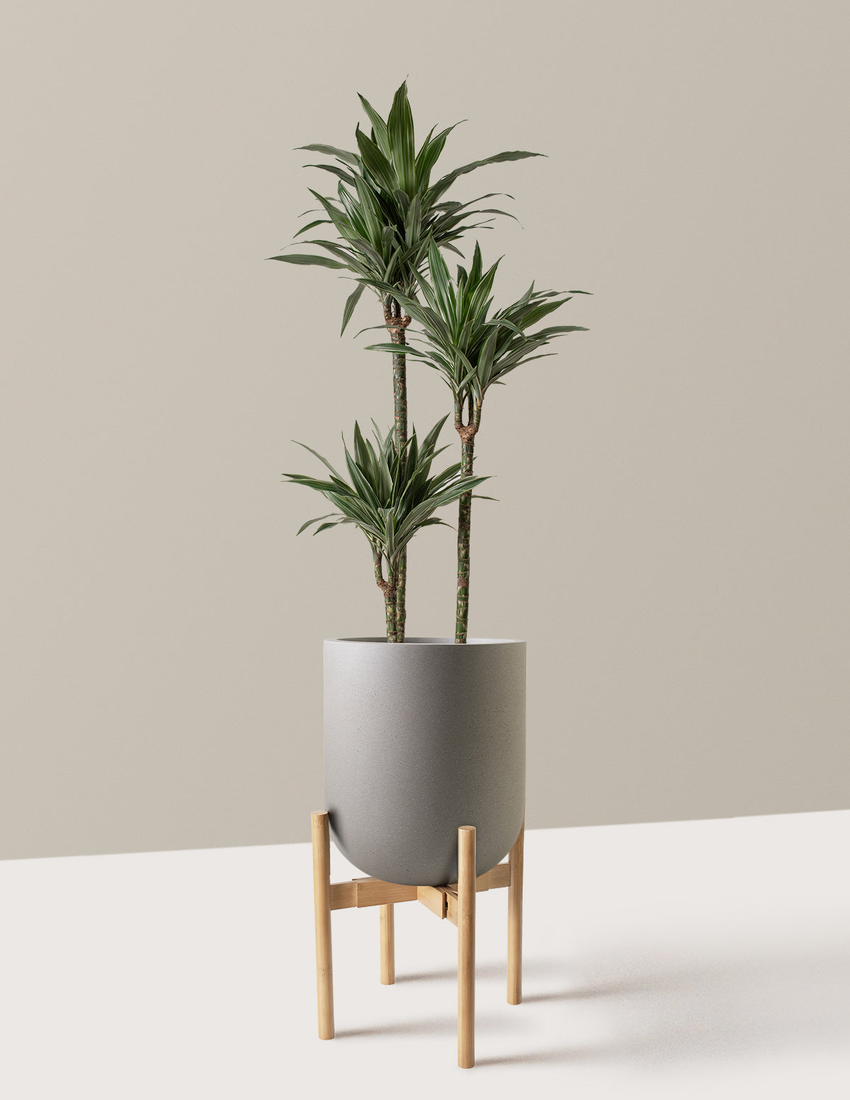 Büyük Boy Dracaena Warneckii