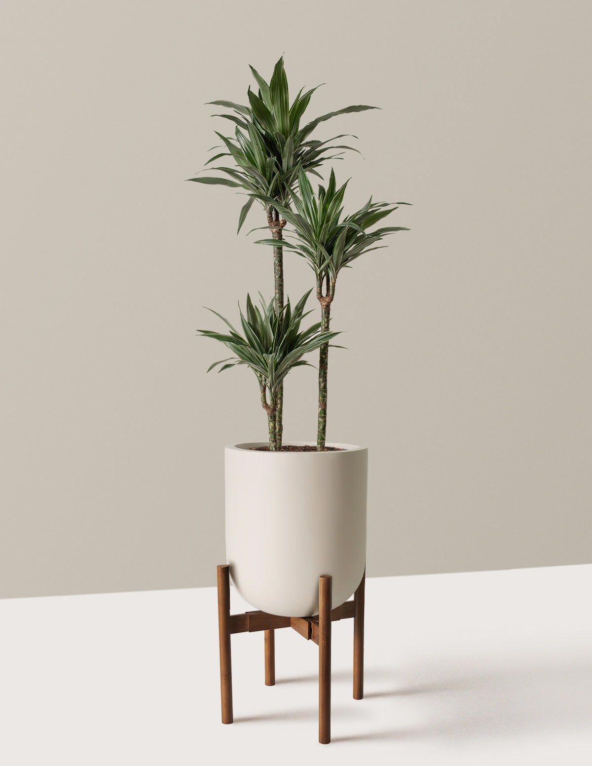 Büyük Boy Dracaena Warneckii
